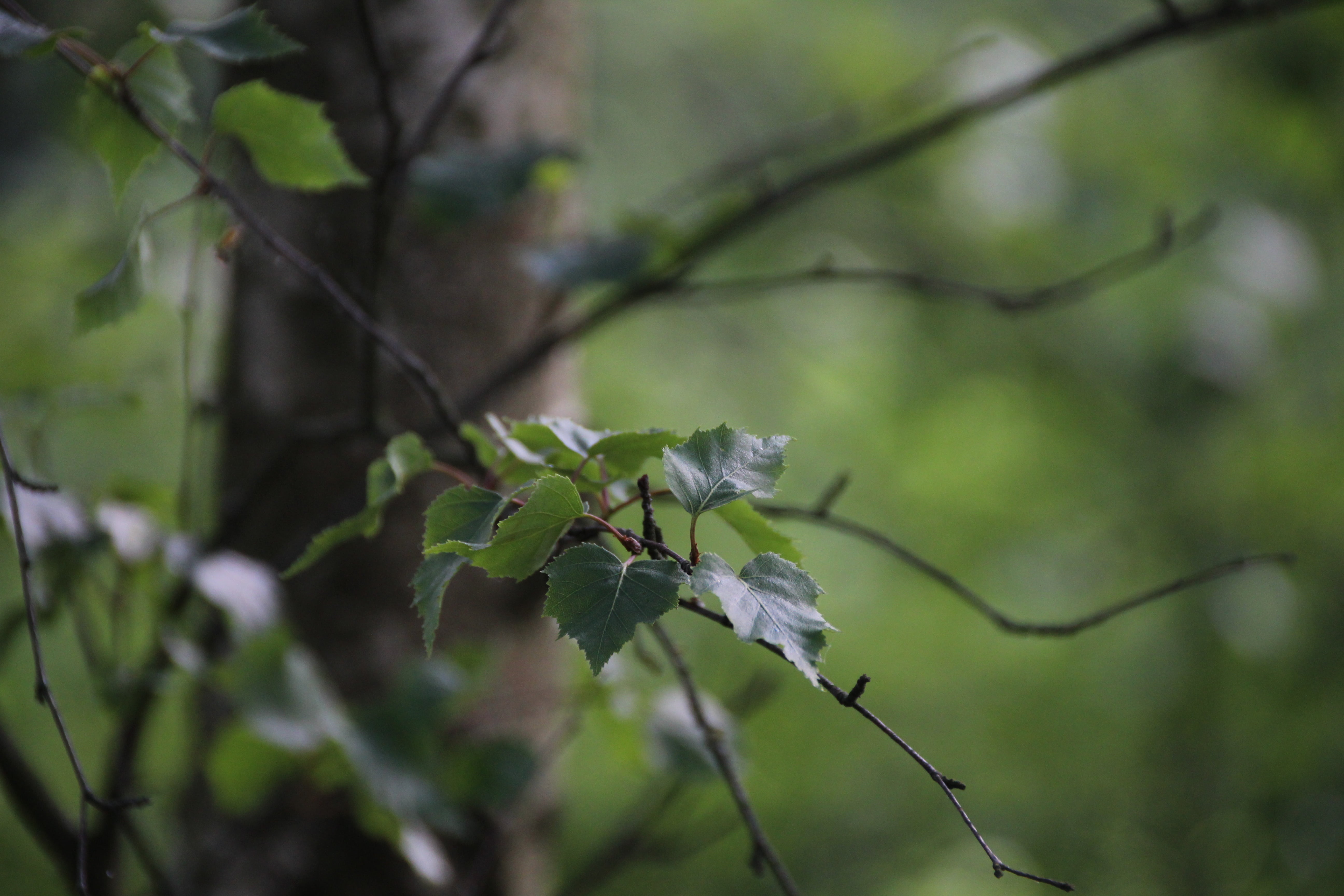 5K, close-up, beauty in nature, aesthetic, leaf, tribe, plant part, fouling, bark, vulnerability, white birch, outdoors, plant, nature, shadow, focus on foreground, HD Wallpaper