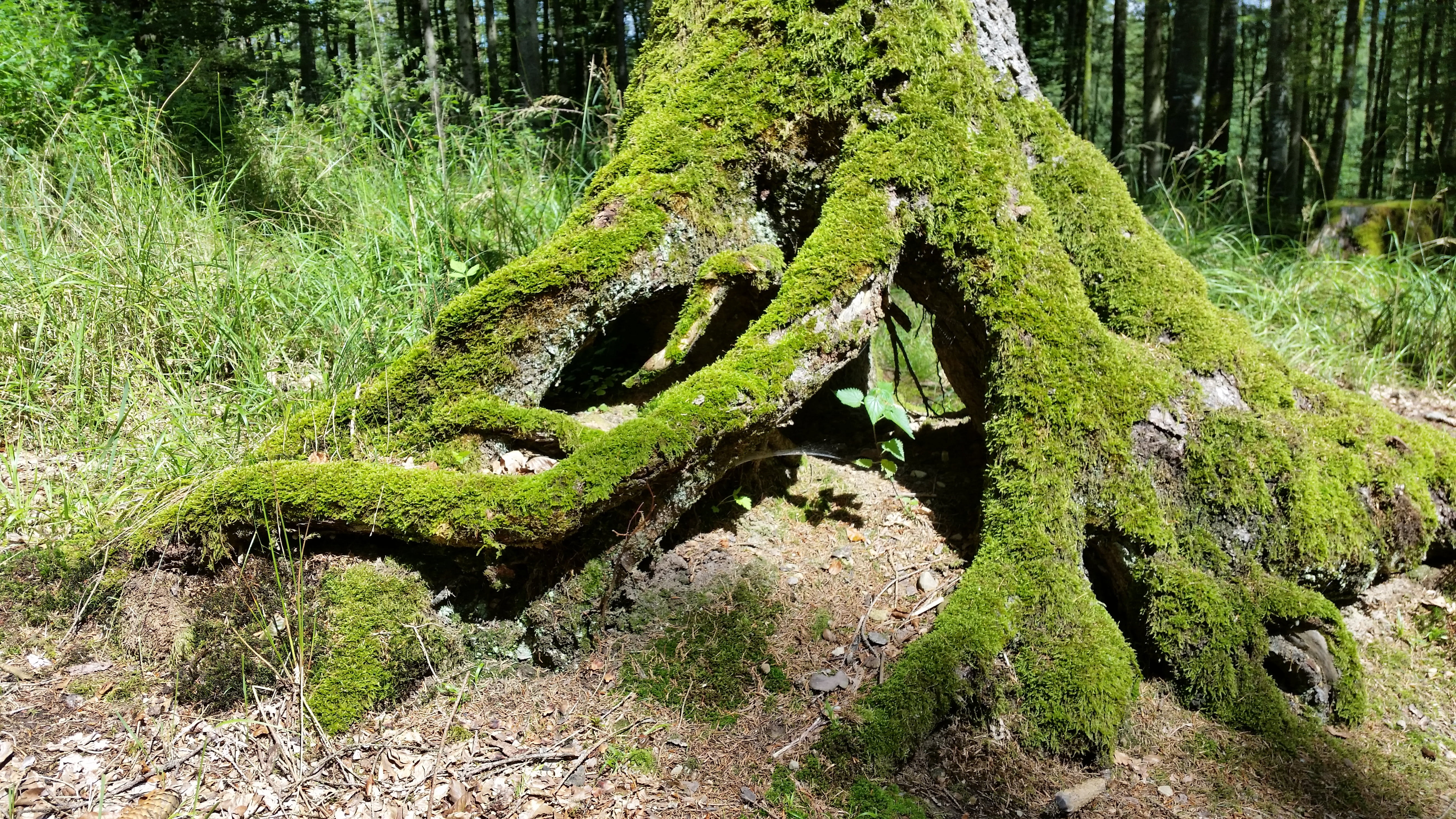 old, land, log, tree trunk, no people, tree support, gnarled, root, park, bark, scenics - nature, green, woodland, outdoors, tribe, 5K, tranquil scene, HD Wallpaper