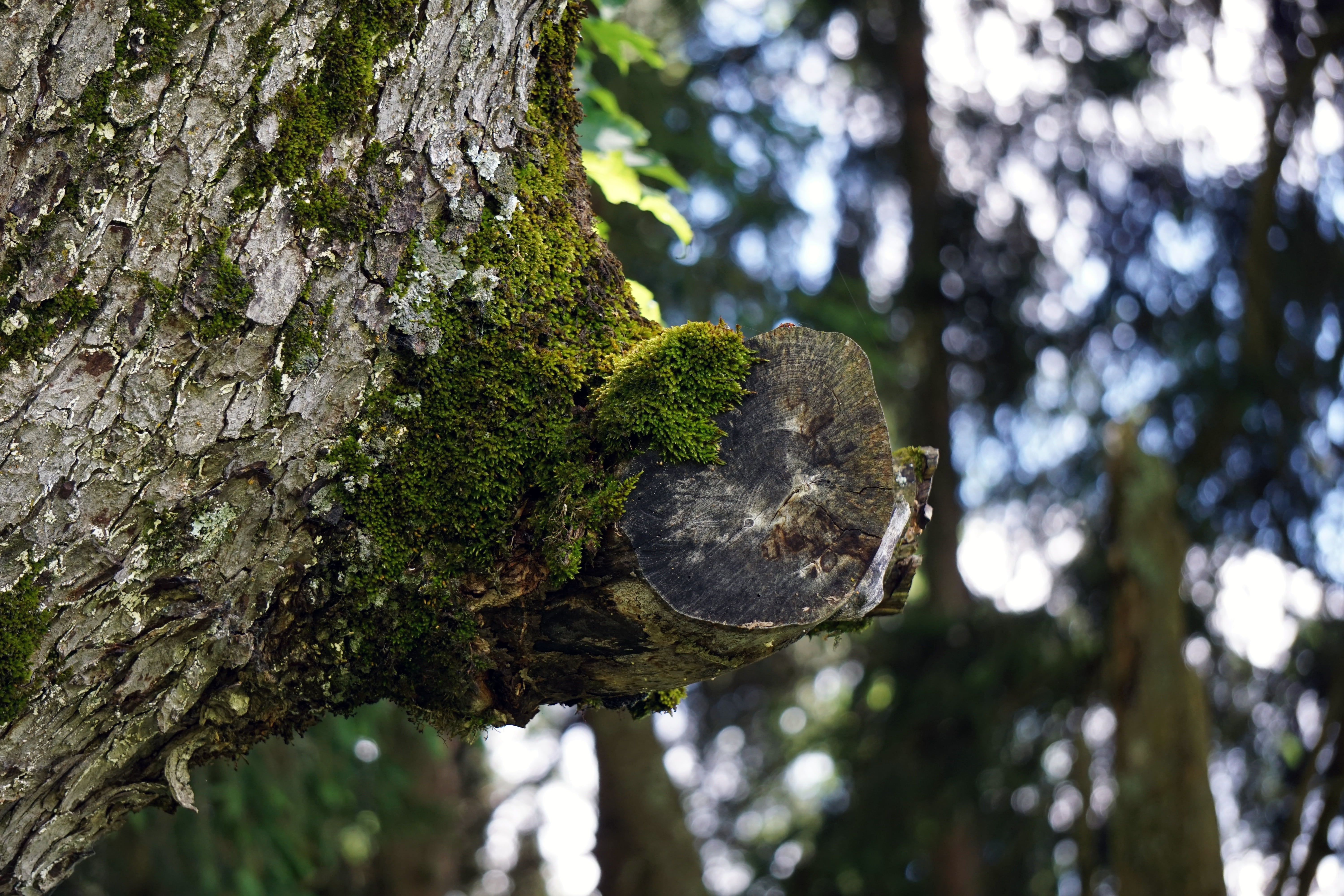 textured, close-up, green, natural condition, outdoors, 5K, bark, tree trunk, forest, growth, tranquility, trunk, day, rough, plant, nature, low angle view, HD Wallpaper