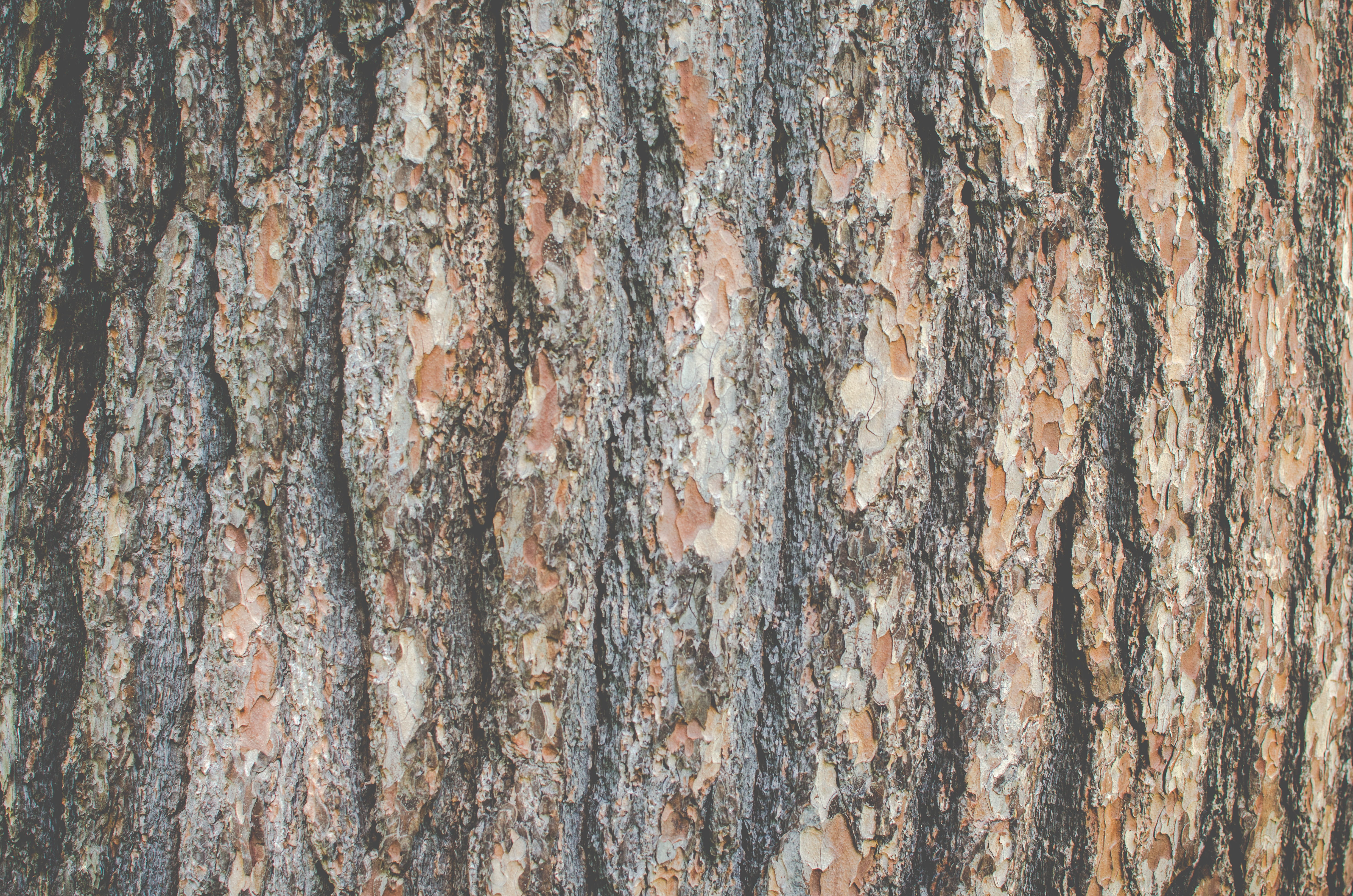material, plant, weathered, trunk, old, texture, natural pattern, wood grain, tree, nature, pine, full frame, 4K, pattern, backgrounds, textured, surface, HD Wallpaper