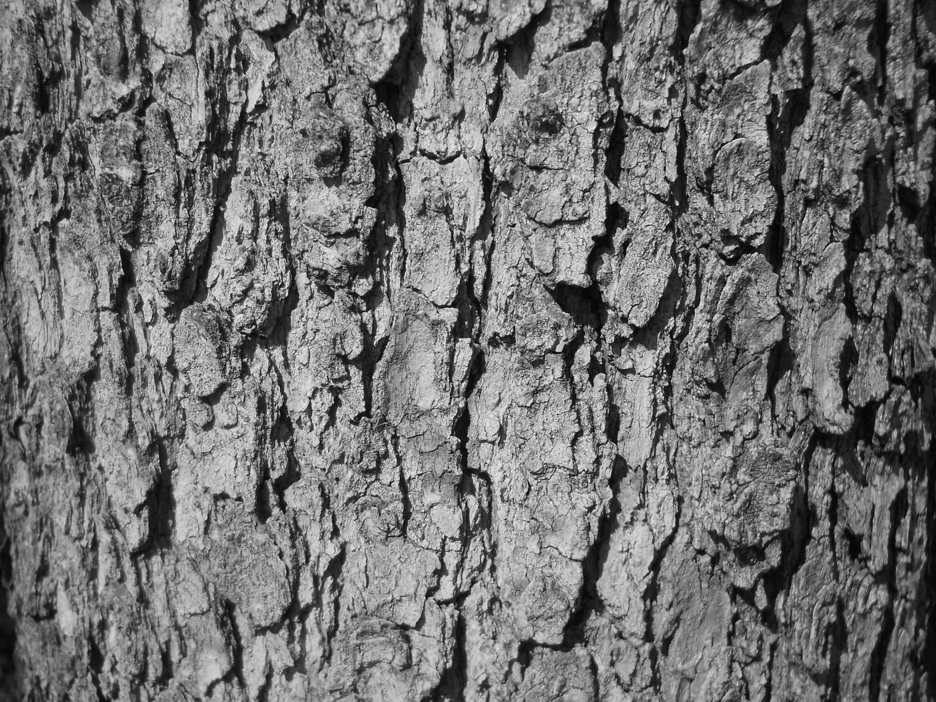 animals in the wild, full frame, tree Trunk, pattern, wood - Material, 1080P, close-up, nature, texture, black white, forest, tree, trunk, dry, tree bark, HD Wallpaper