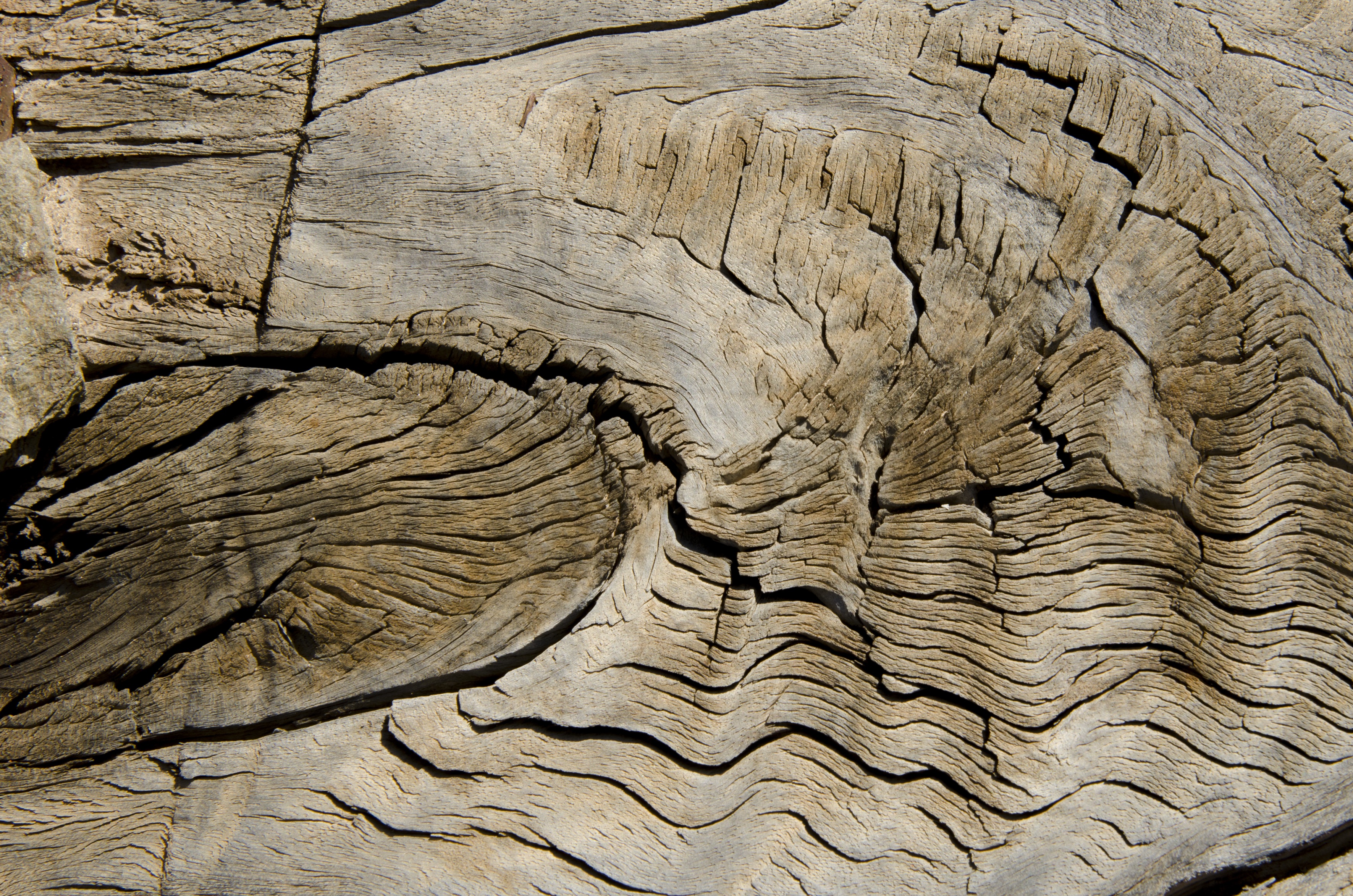 close-up, tree ring, full frame, arid climate, natural pattern, wood - Material, former, geology, plank, veins, rough, day, wood, nature, textured, land, HD Wallpaper