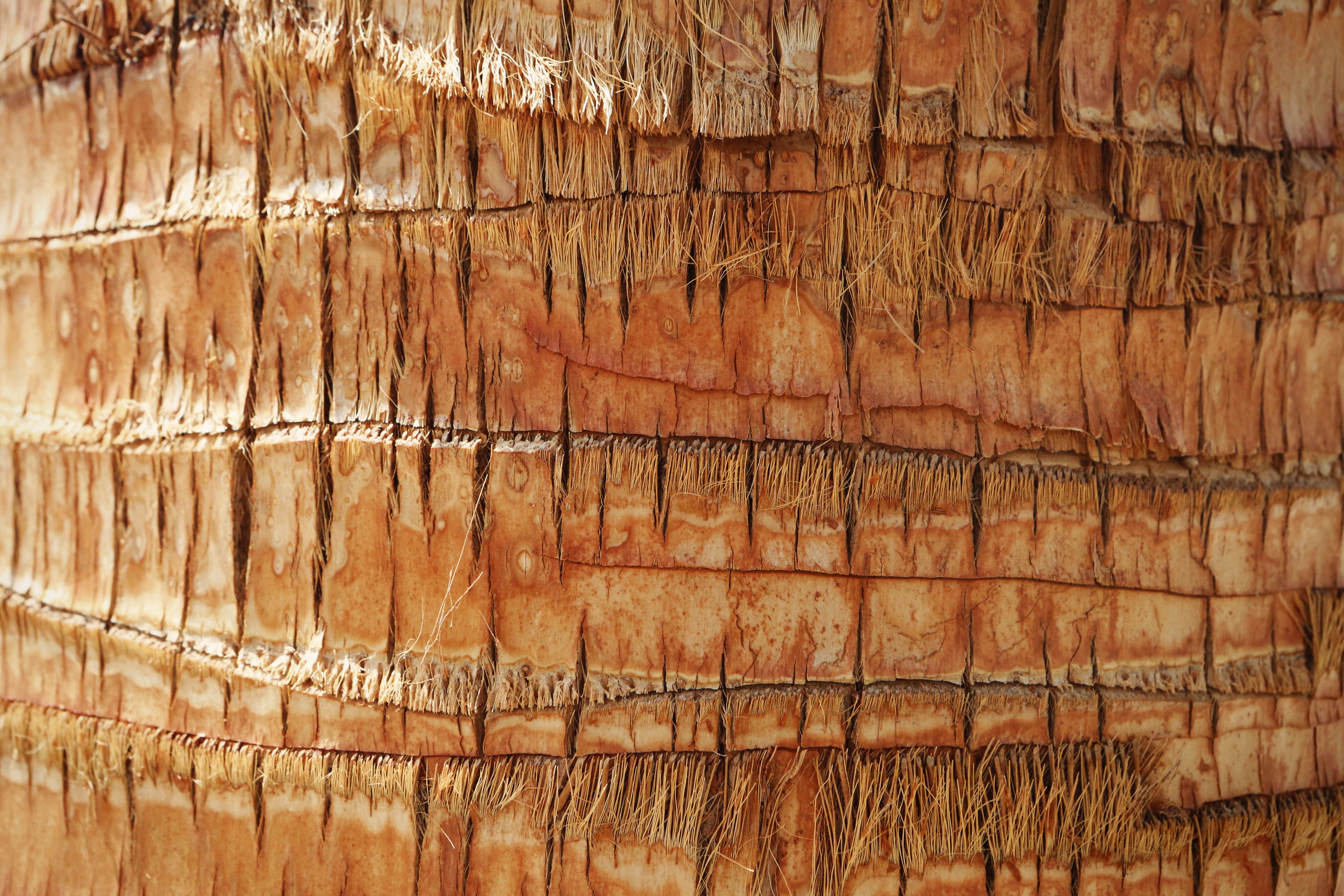 outdoors, pattern, damaged, wood, weathered, textured, day, old, close-up, 5K, no people, full frame, plank, backgrounds, wood - Material, brown, nature, HD Wallpaper