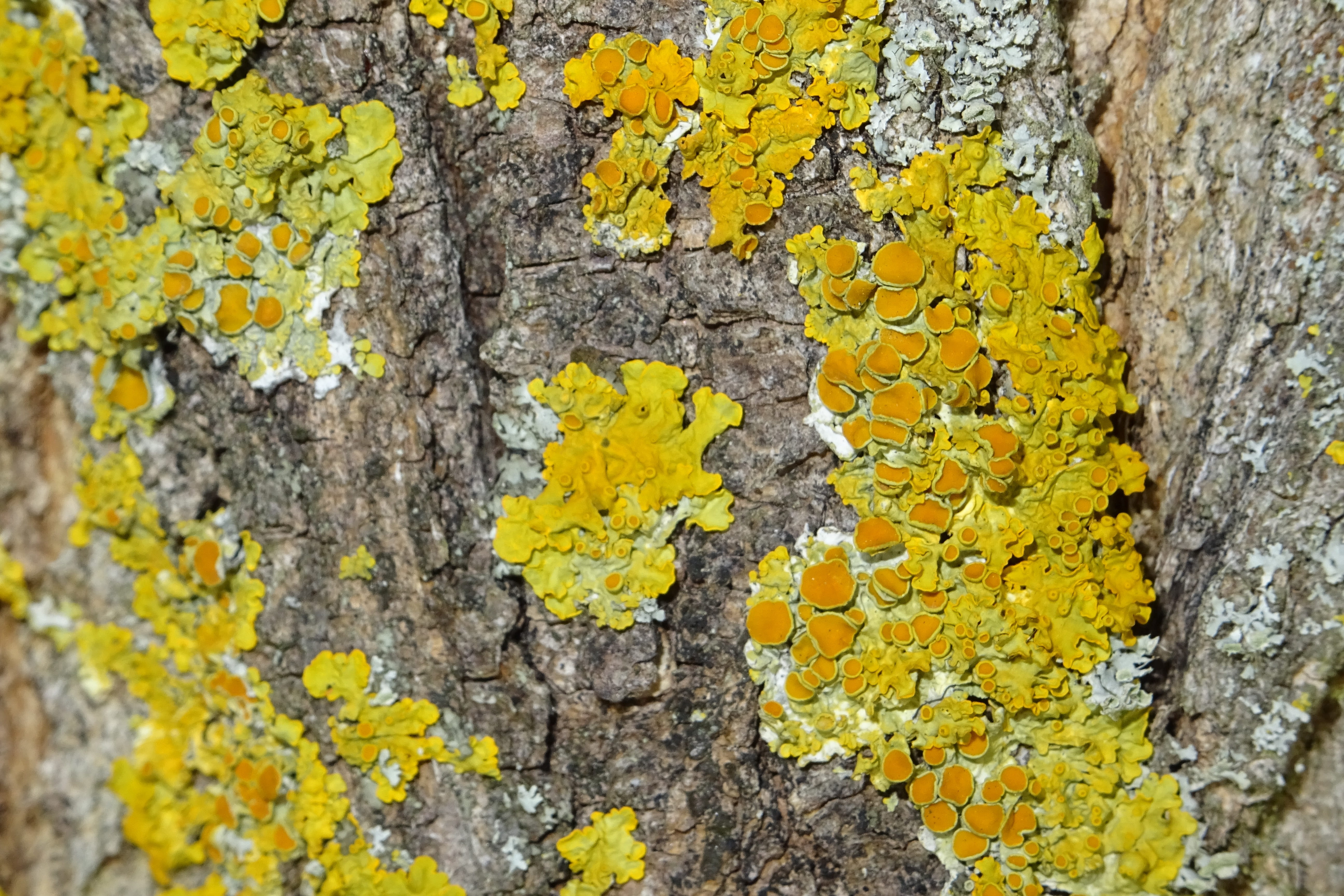 growth, weathered, outdoors, backgrounds, textured, Close, Macro, pattern, tree trunk, mushroom, yellow, Tree, close-up, trunk, plant bark, lichen, Infestation, HD Wallpaper