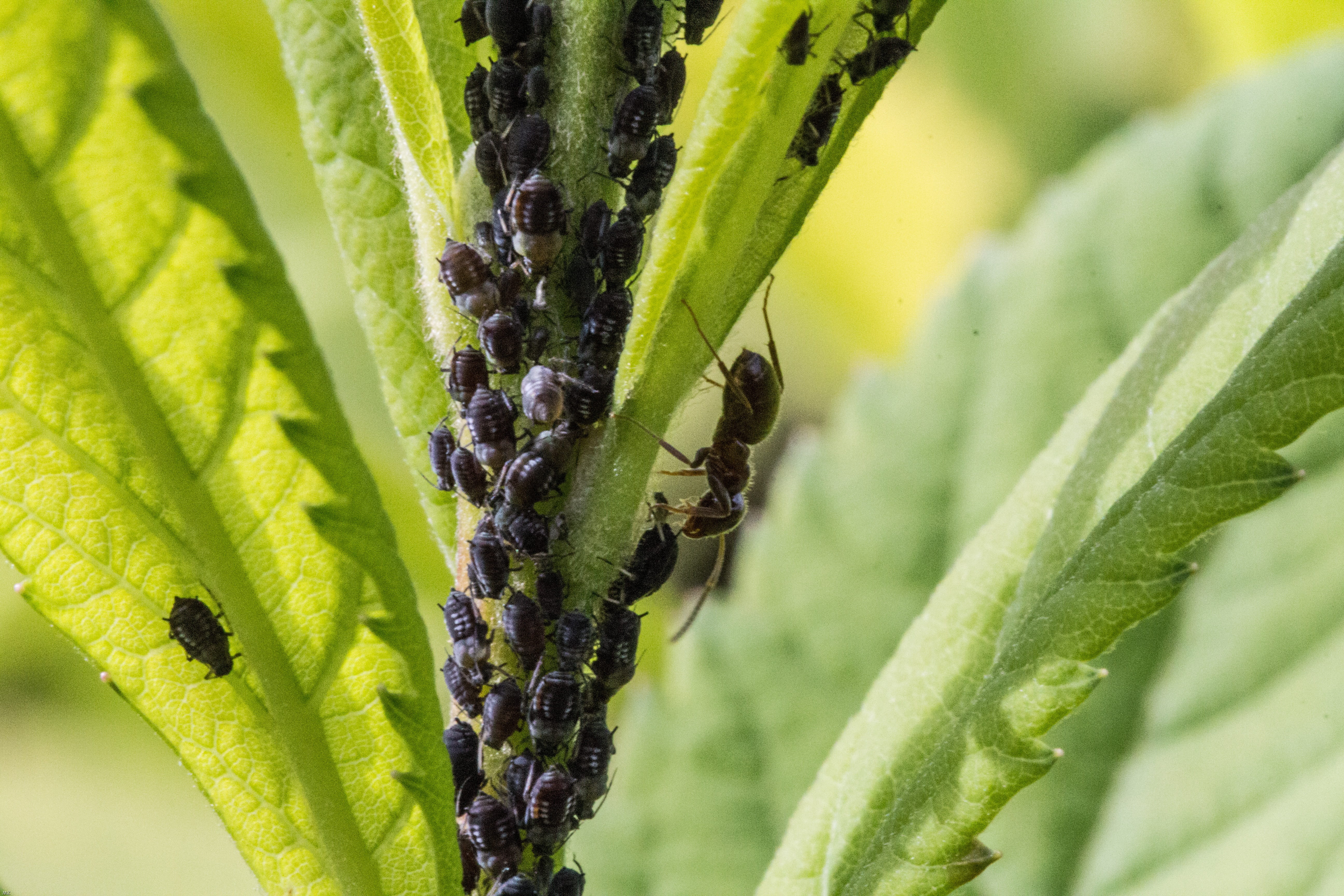 day, no people, close-up, ant, plant part, animal themes, lice, insect, invertebrate, aphid, animals in the wild, animal, macro photography, plant, leaf, HD Wallpaper