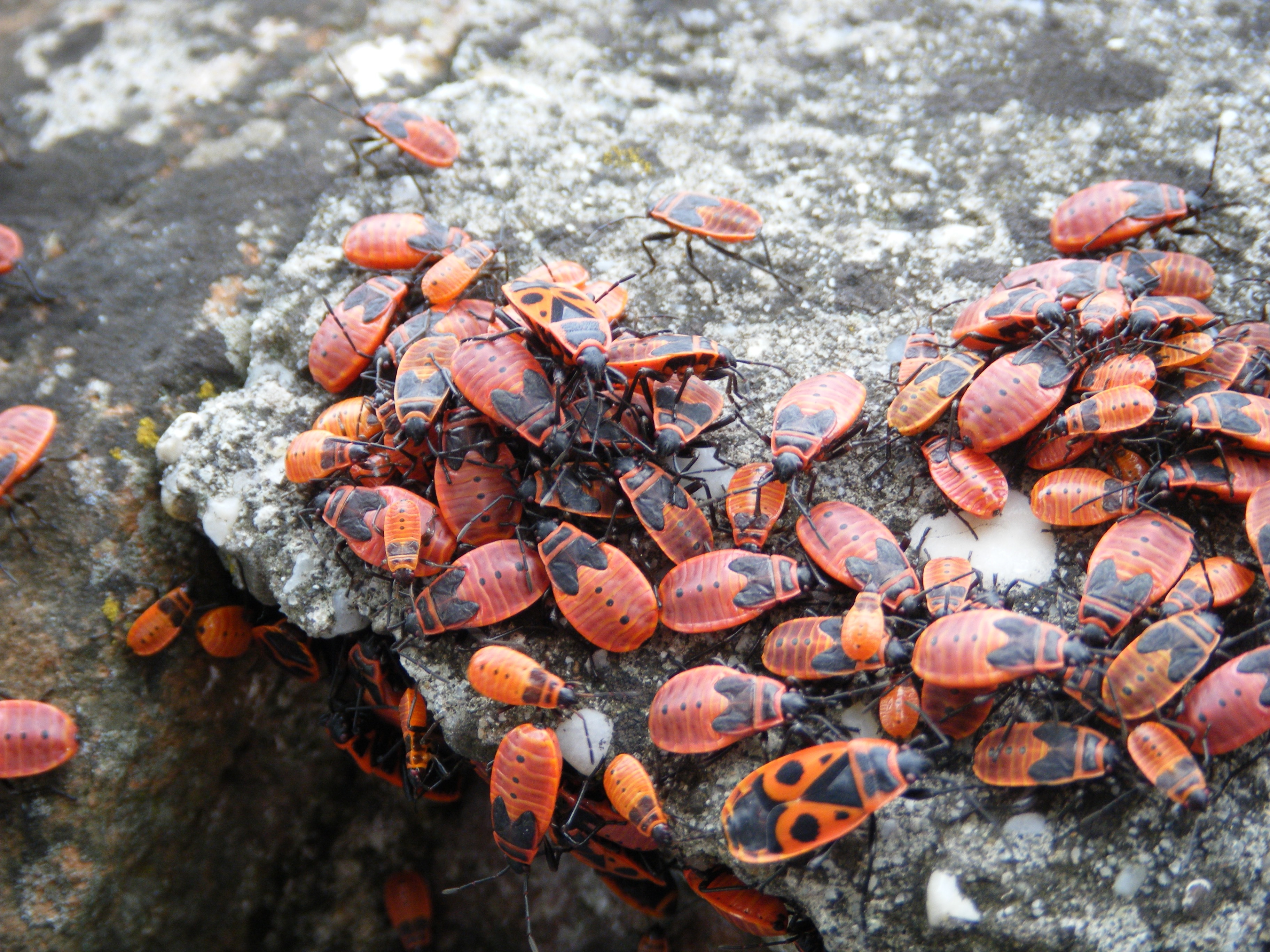 insects, no people, red, animal wildlife, outdoors, bug, invertebrate, bee, animal, high angle view, group of animals, solid, nature, food and drink, infestation, HD Wallpaper