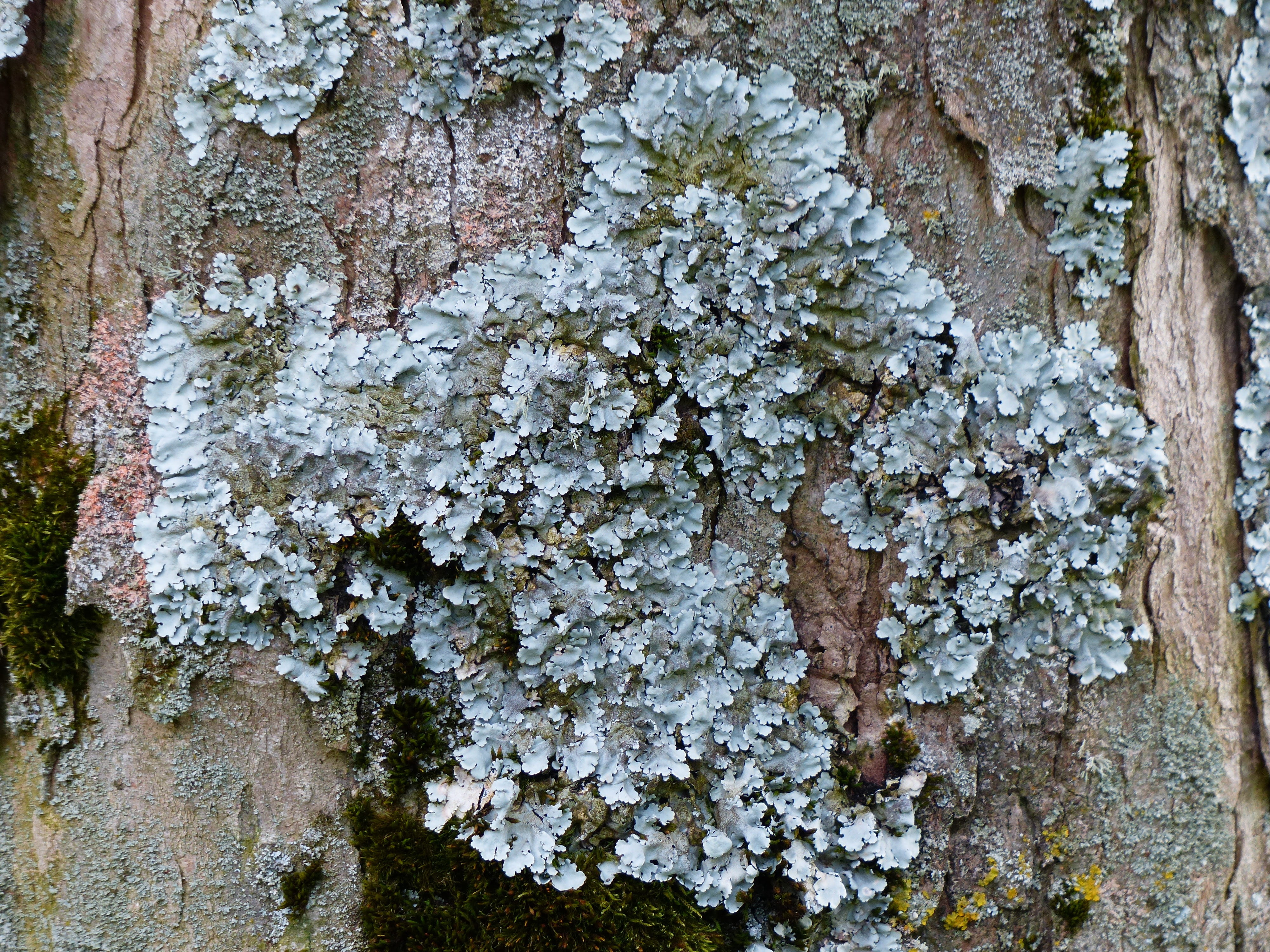 leaf braid, nature, full frame, 4K, log, weathered, backgrounds, old, plant, rough, close-up, tree, blue grey, textured, day, lichen, infestation, no people, HD Wallpaper