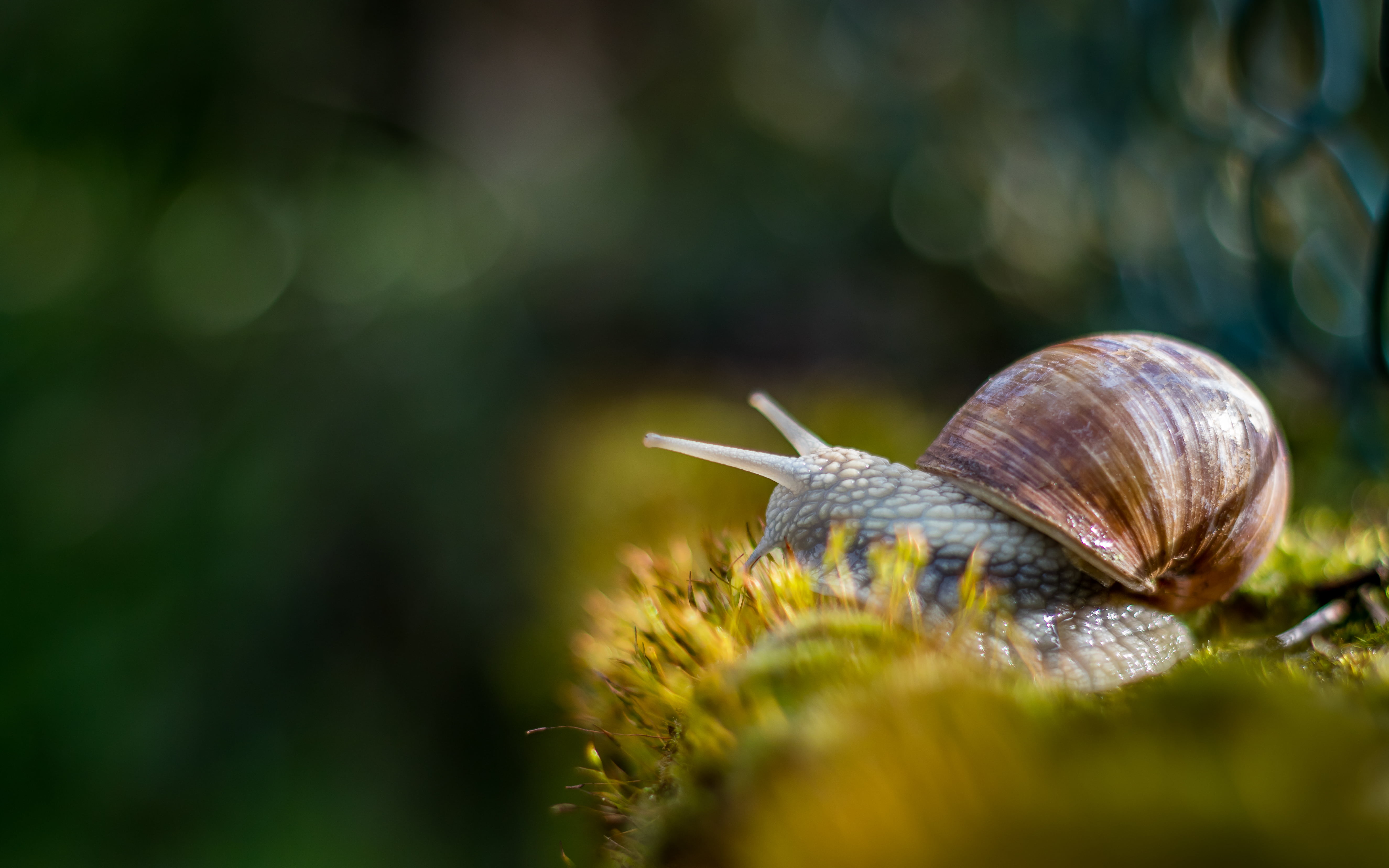 nature, dimanche, crawling, 5K, En, photography, bokeh, brown, focus, mollusk, animal, bon, gastropod, escargot, slimy, slow, close-up, selective, selective focus, HD Wallpaper
