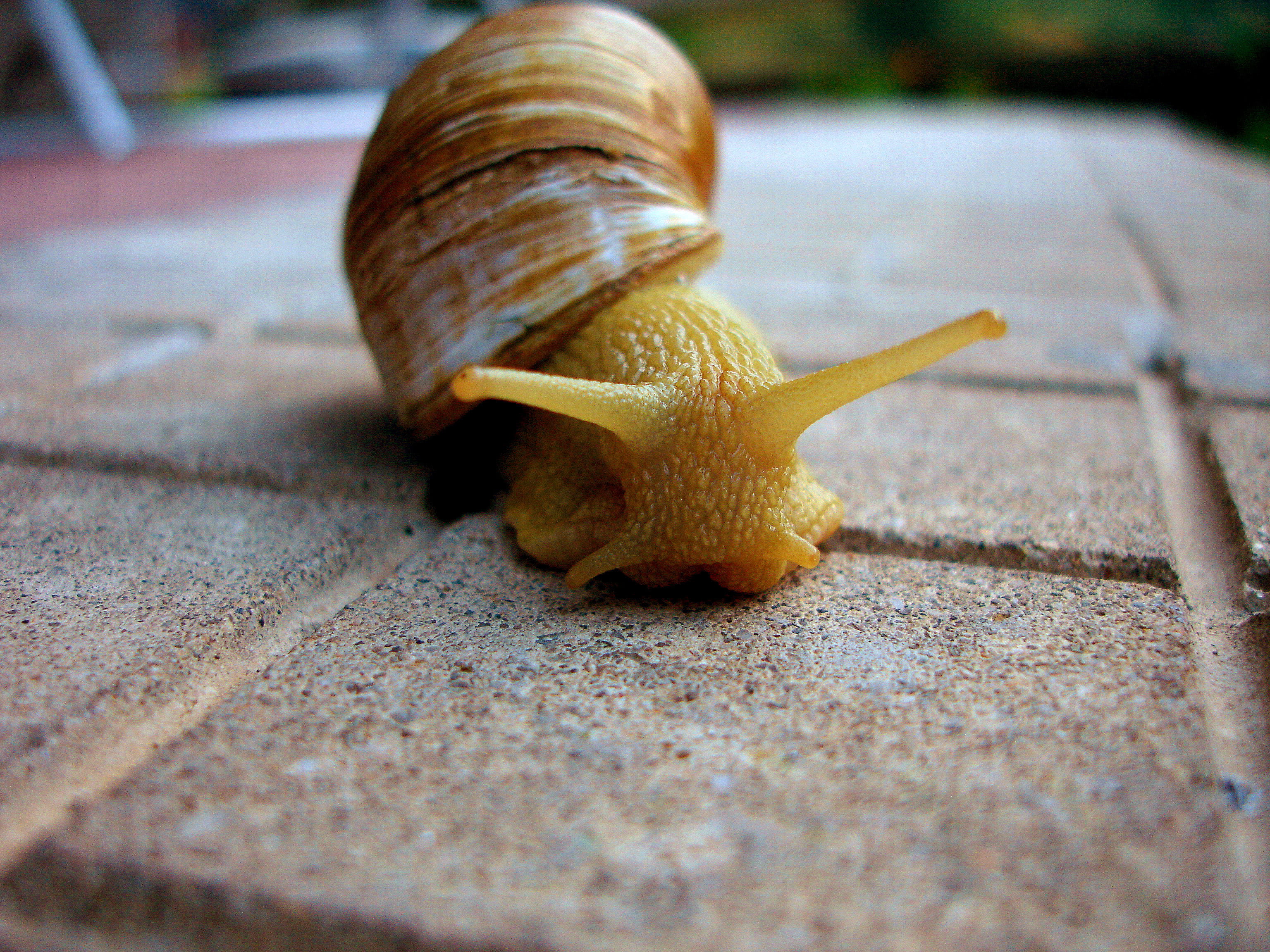 close-up, animal shell, slow, animal antenna, shell, invertebrate, no people, selective focus, nature, animal body part, public domain, 2K, animal, one animal, HD Wallpaper