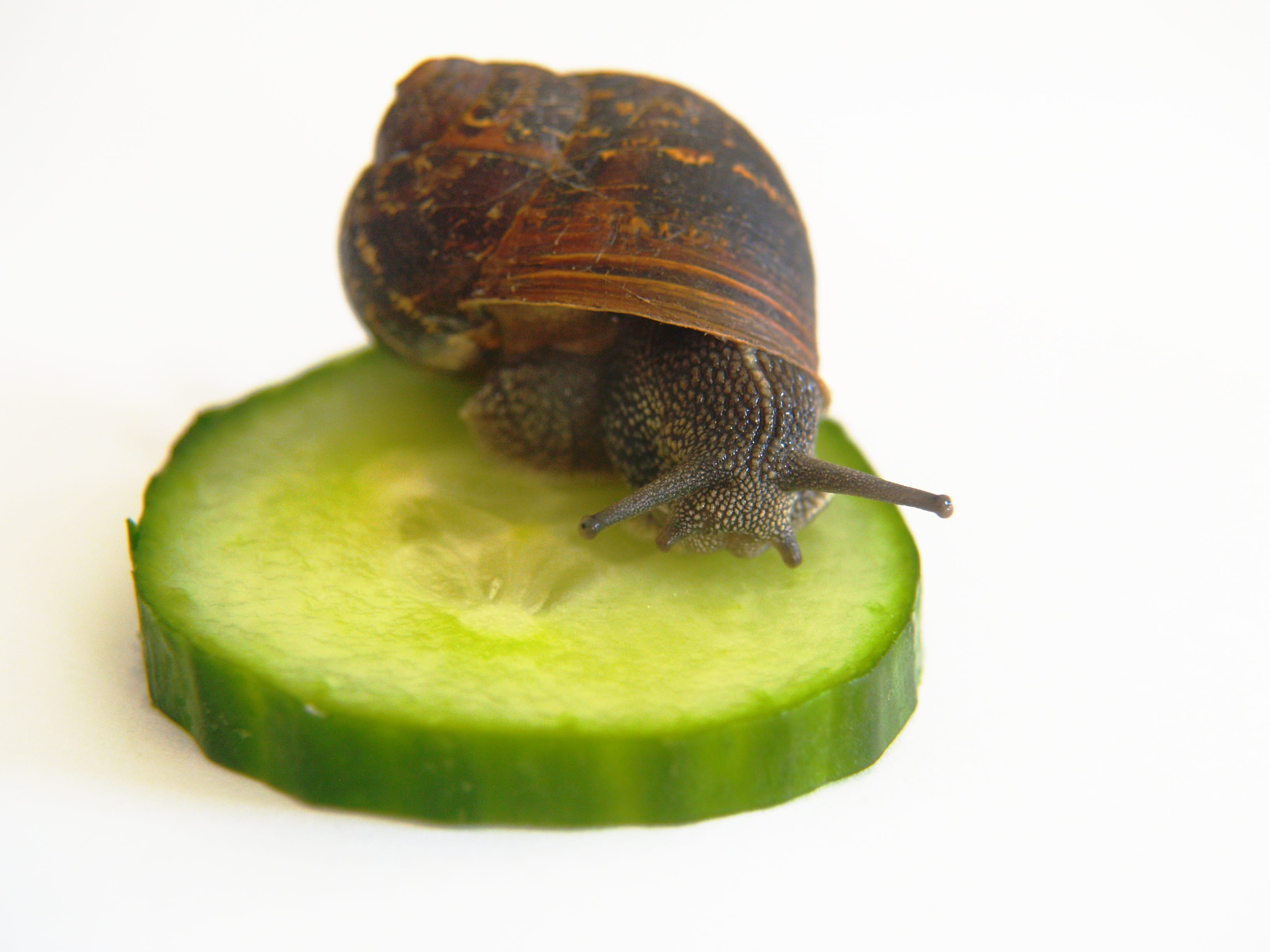 mollusk, Shell, indoors, creature, freshness, studio shot, insect, Snail, animals in the wild, shell, Cucumber, invertebrate, wildlife, one animal, white background, HD Wallpaper
