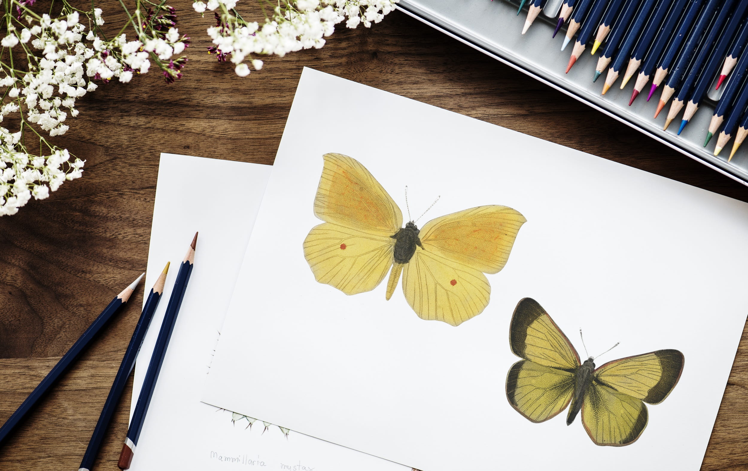 writer, flat lay, working, drawing, plant part, close-up, person, adorable, workspace, pencils, artist, stationery, design, desktop, lance, beauty in nature, HD Wallpaper
