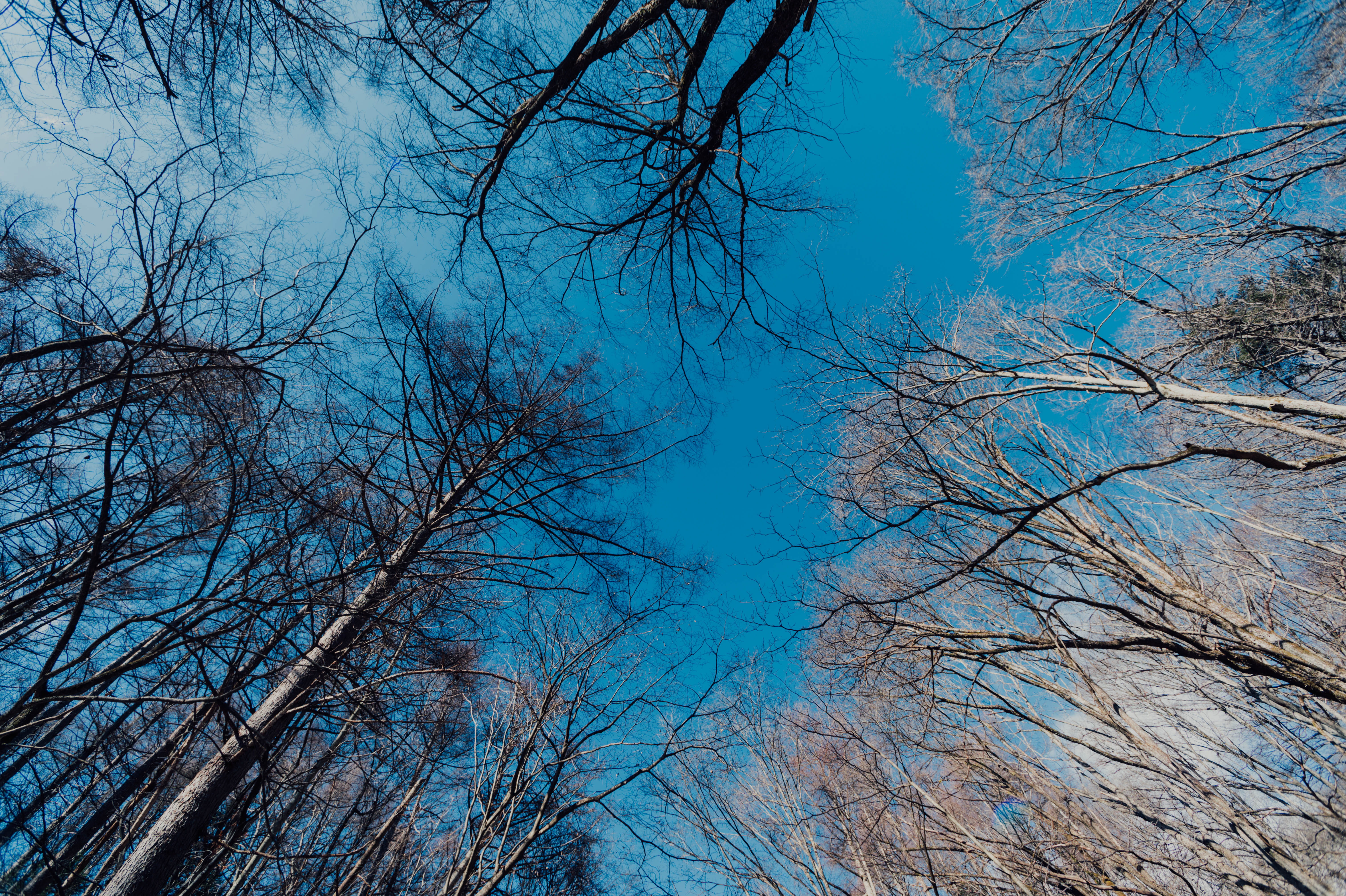 vegetation, birch, scenics - nature, land, tranquility, backgrounds, light, view, blue, outdoors, winter, daytime, ground, tree, clear sky, trees, abies, HD Wallpaper