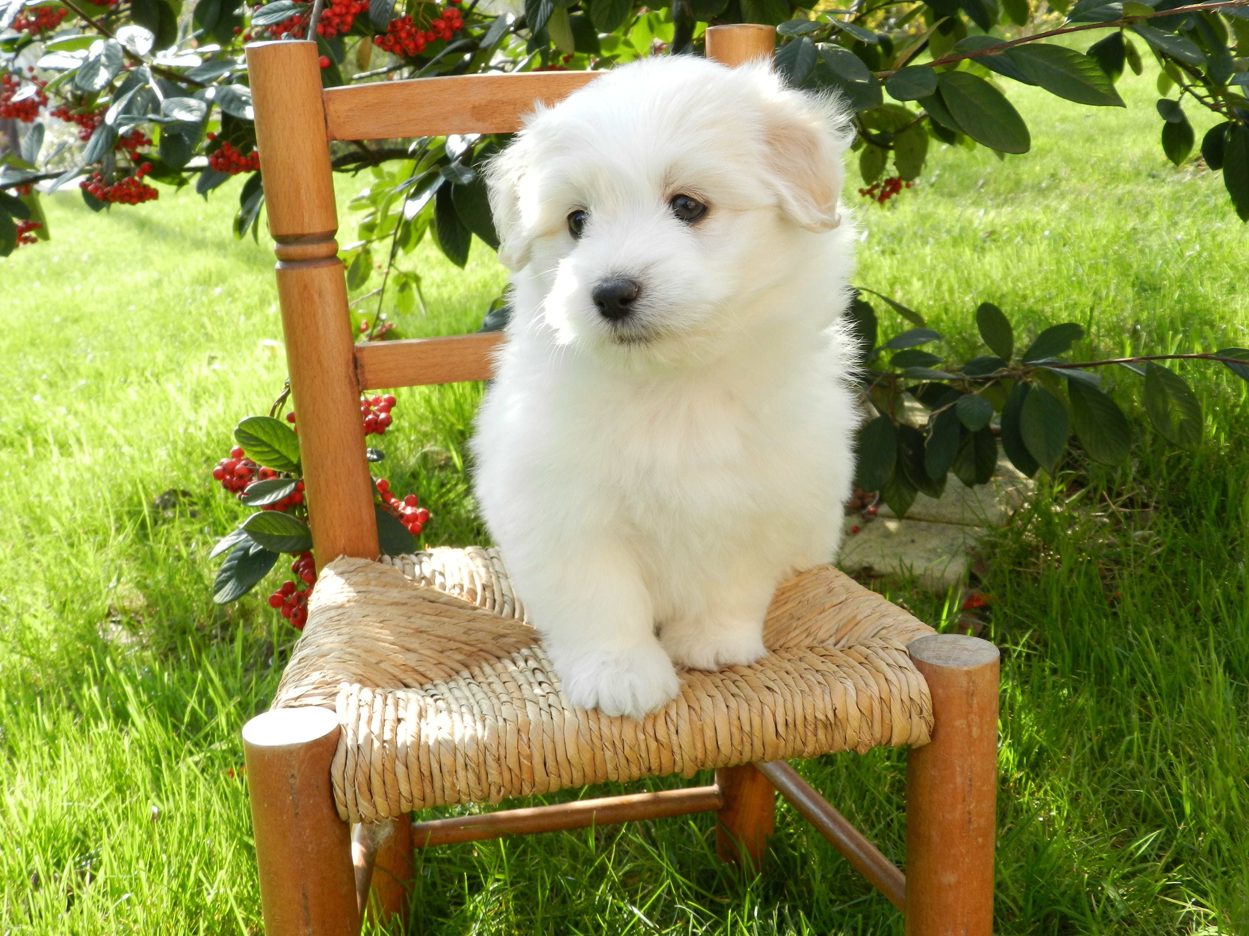 animal themes, front or back yard, cute, day, domestic, coton, seat, no people, cotton tulear, de, domestic animals, white, plant, canine, wooden, tulear, HD Wallpaper