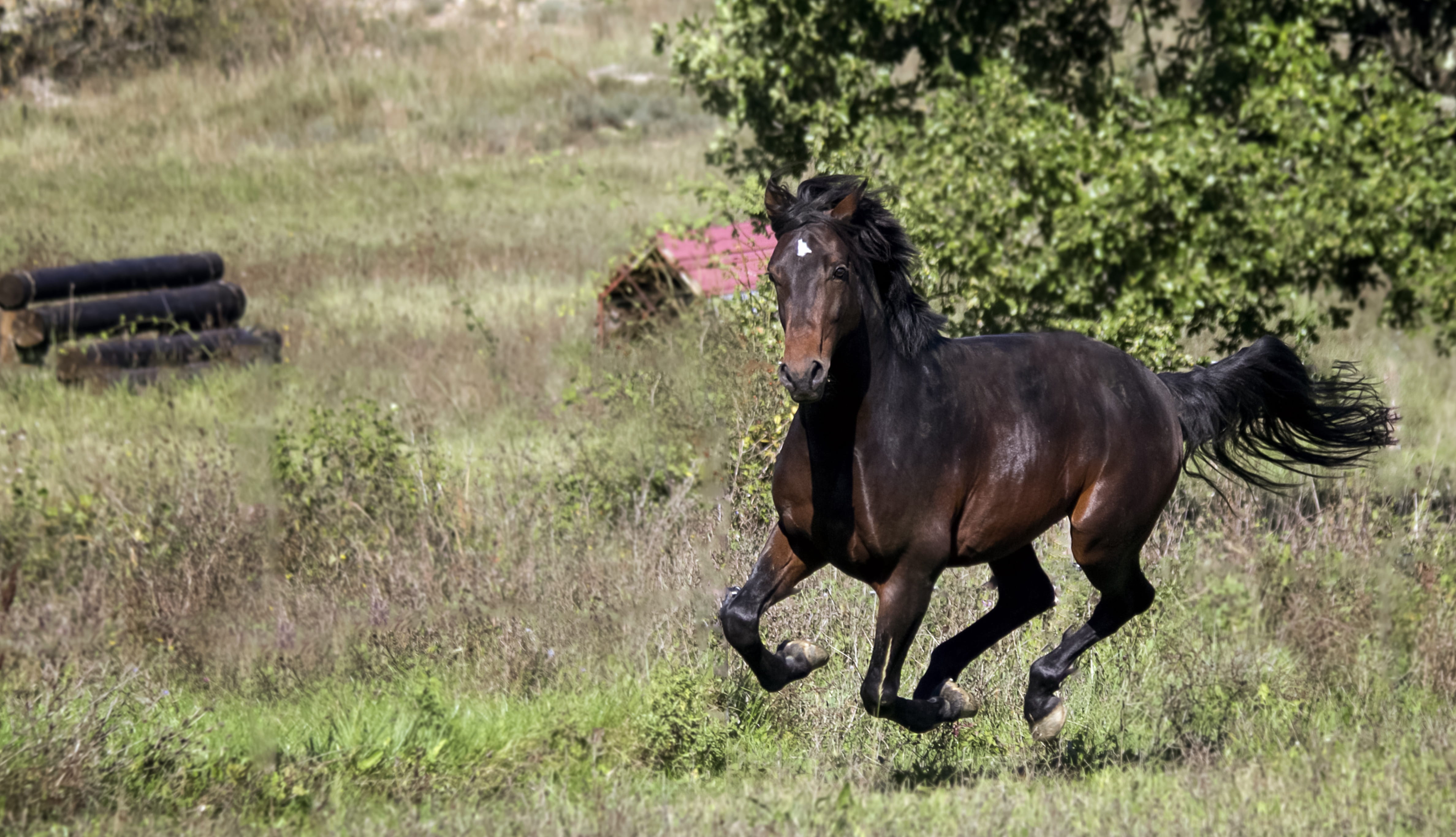 equine, vertebrate, paw, dom, grass, domestic animals, mane, brown, pets, prairie, domestic, horses, nature, outdoors, day, nature fields, animals, running, HD Wallpaper