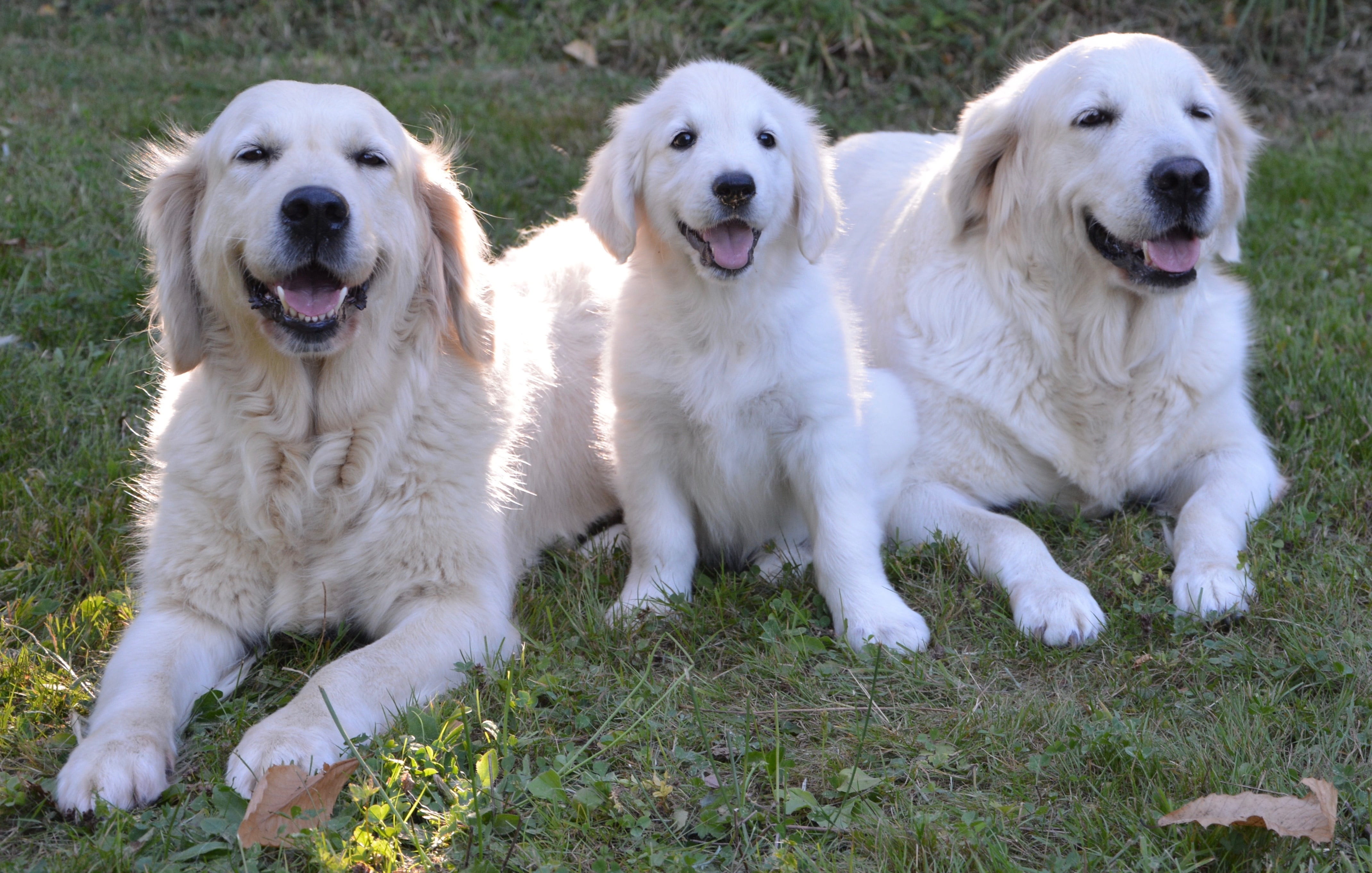 animal, domestic animal, animals, two, domestic, no people, golden retriever, pets, 4K, canine, nature, vertebrate, beside, day, plant, golden, group of animals, HD Wallpaper