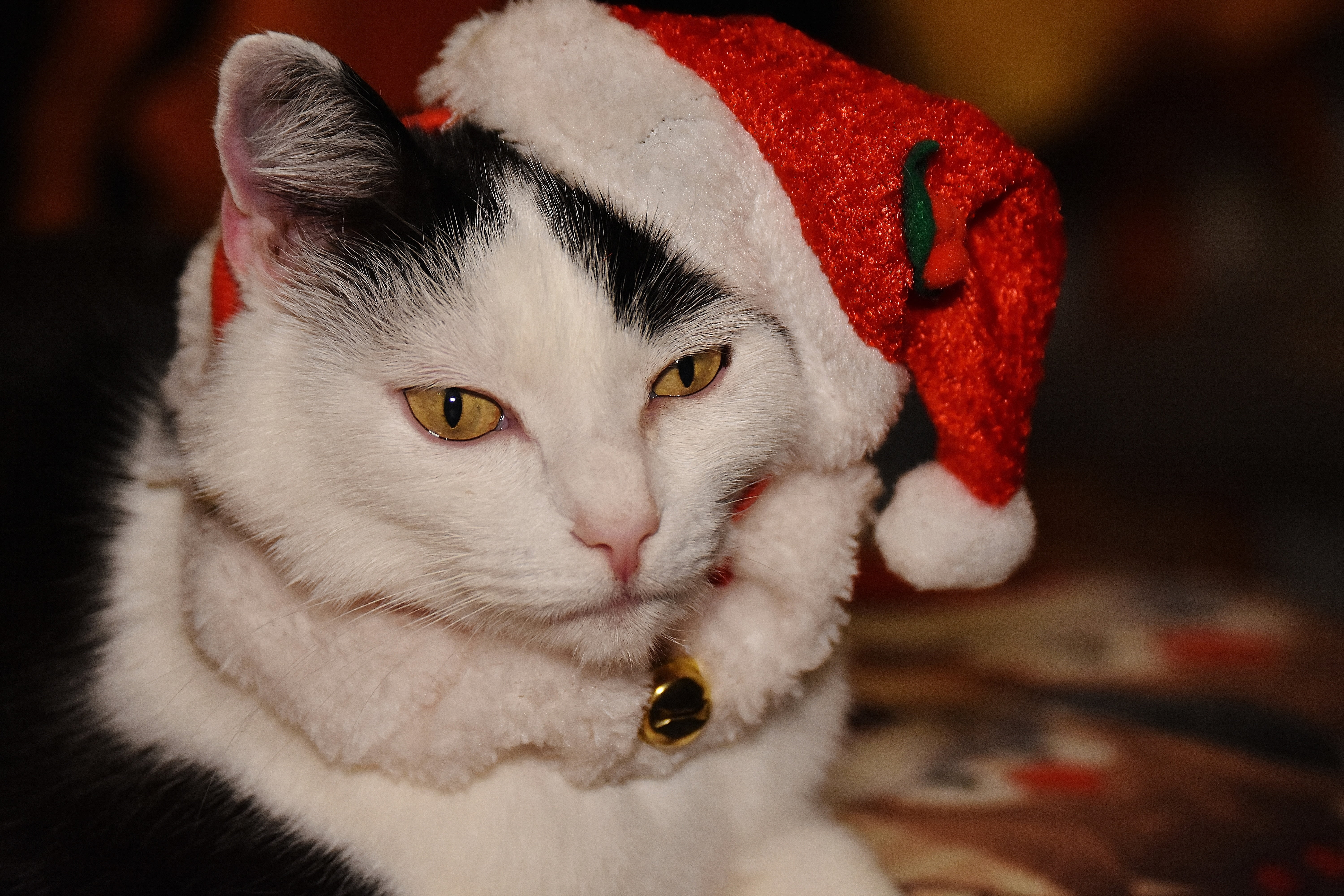 fur, animal themes, christmas, looking at camera, portrait, animal, cats eyes, domestic, playful, domestic cat, 5K, adidas, kitten, focus on foreground, HD Wallpaper