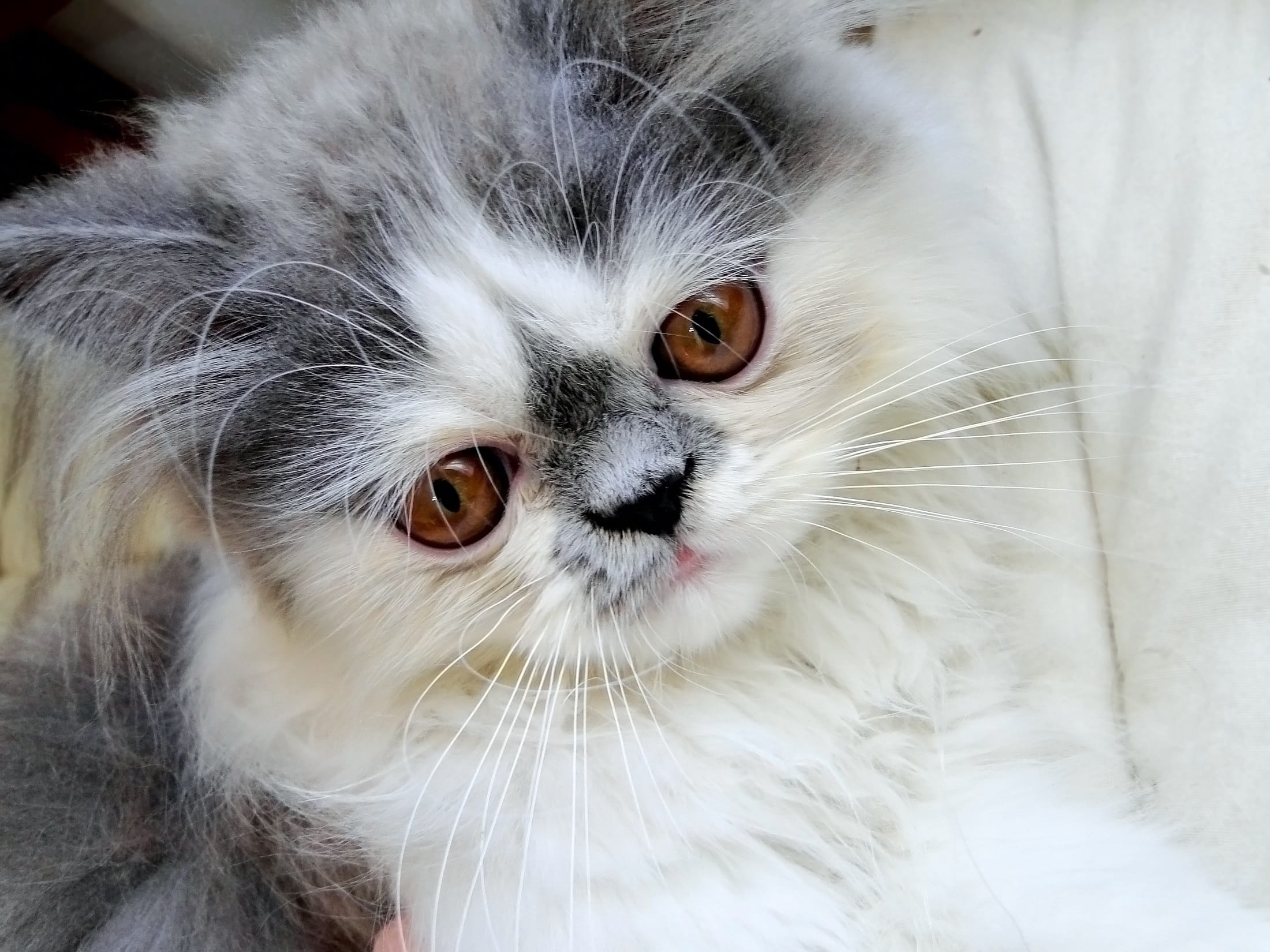 furry, looking at camera, purebred Cat, face, snout, white, animal head, animal themes, domestic, domestic Cat, looking, cat, one Animal, fur, 1080P, white color, HD Wallpaper