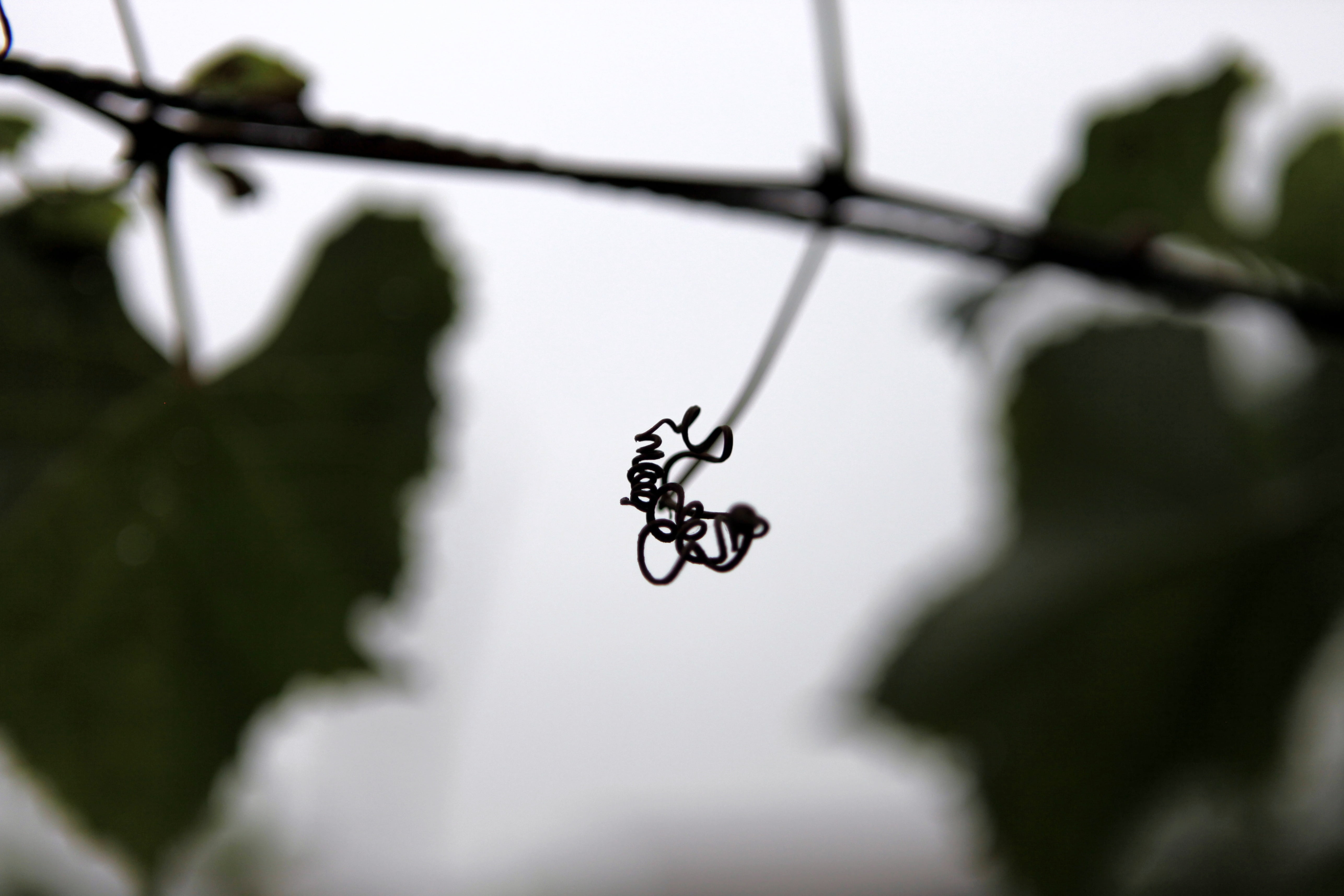black color, vines, sad, outdoors, low angle view, close-up, day, metal, focus on foreground, complicated, branch, plant part, rainy, selective focus, growth, HD Wallpaper