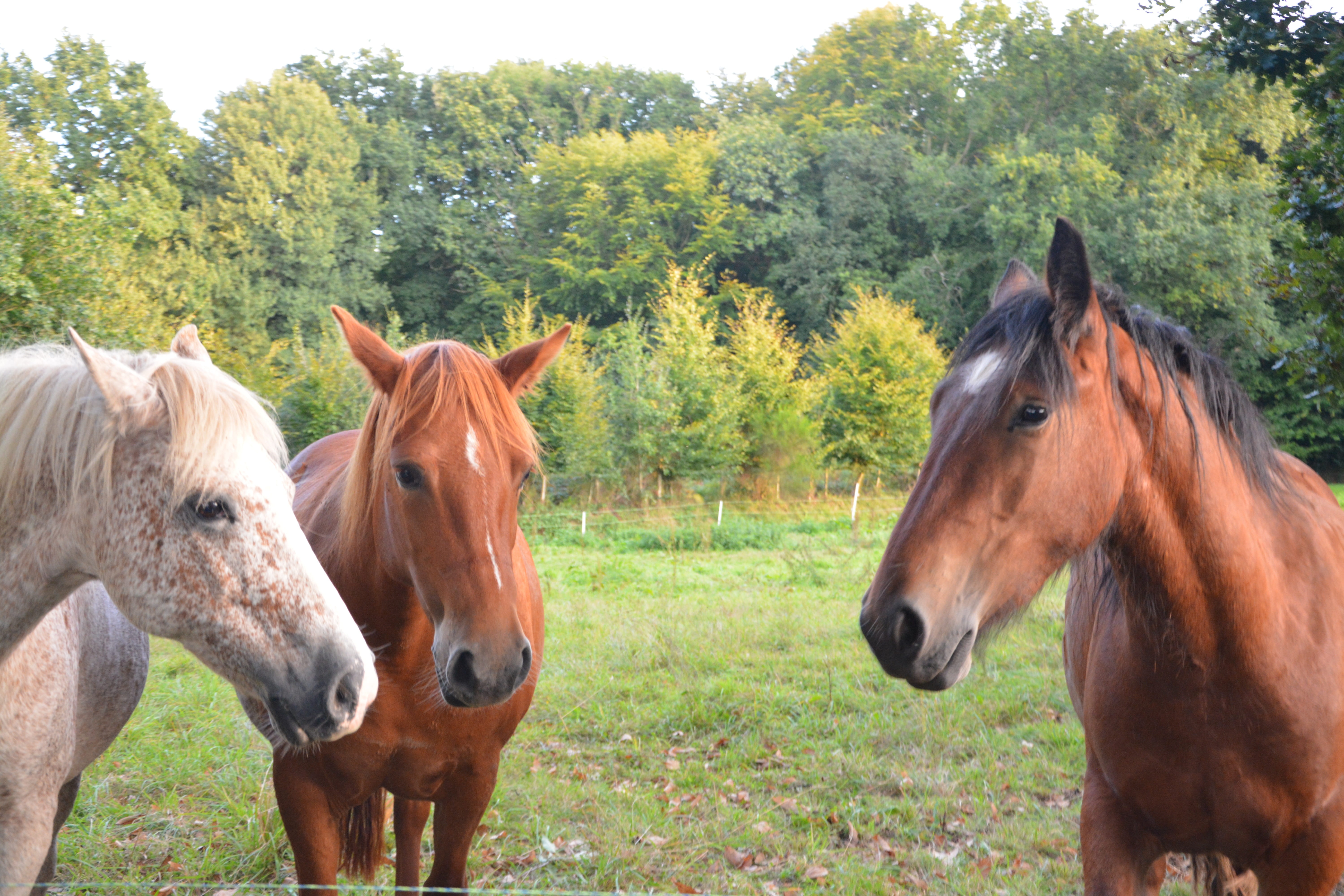 animal wildlife, horses, livestock, animal head, horseback riding, plant, animals, standard, domestic animals, outdoors, horse, no people, animal themes, HD Wallpaper
