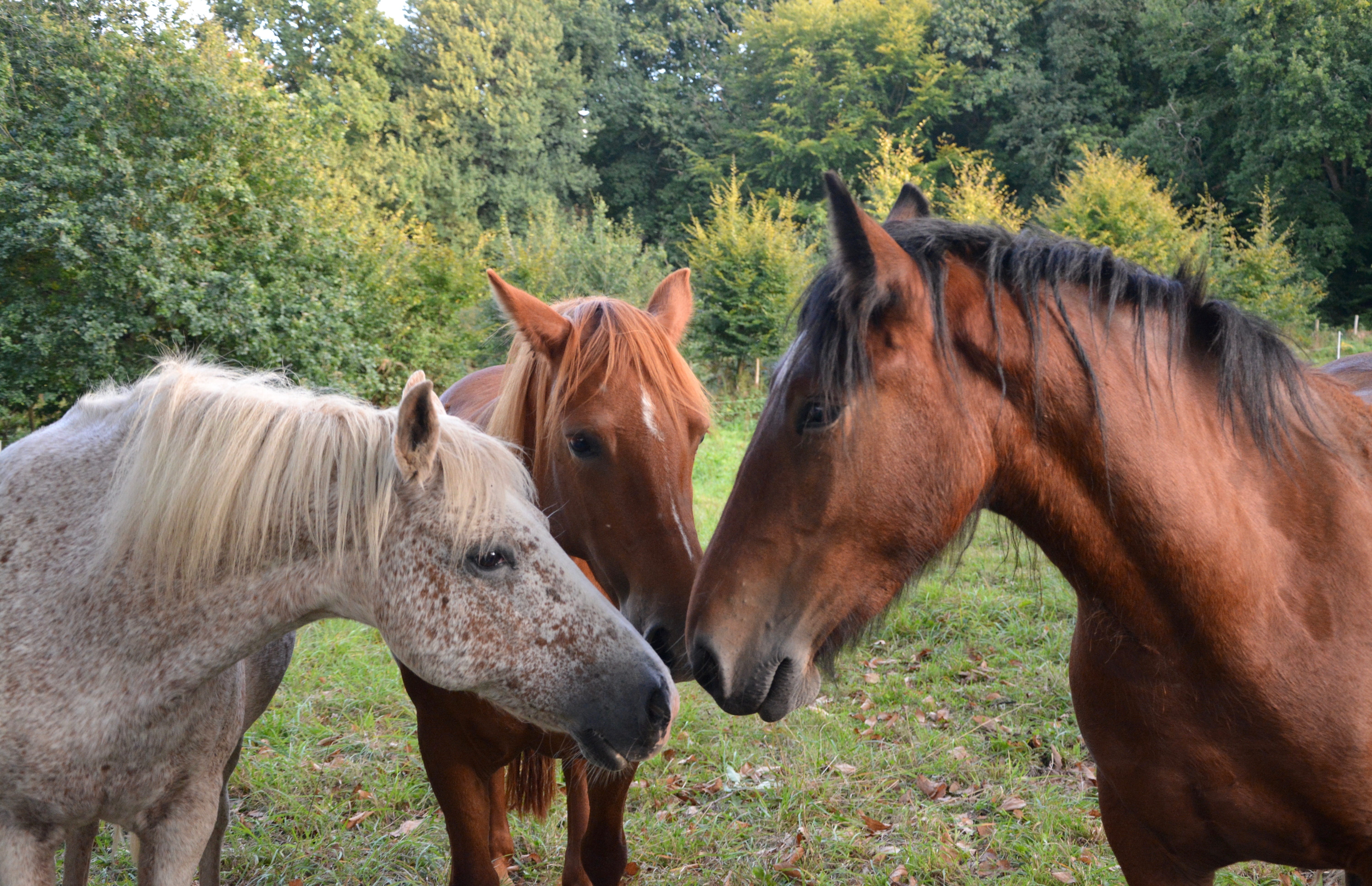 manes, day, outdoors, land, herbivorous, vertebrate, three, tree, heads, domestic, field, horse, complicity equidae, mammal, pets, 5K, two animals, no people, HD Wallpaper
