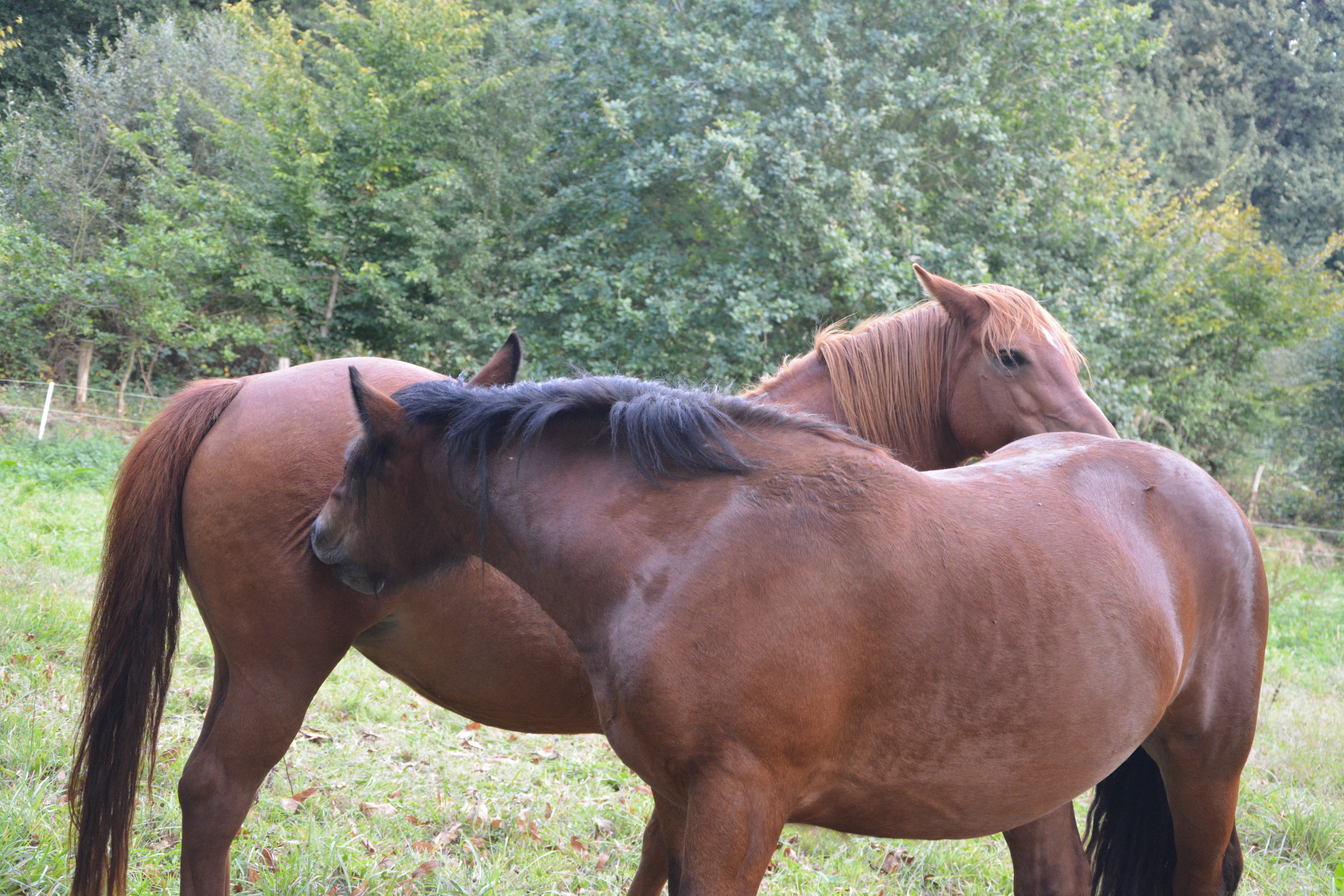 two animals, no people, domestic animal, animal, land, horses, 5K, ranch, field, plant, nature, group of animals, animal themes, horse, pets, brown, domestic, HD Wallpaper