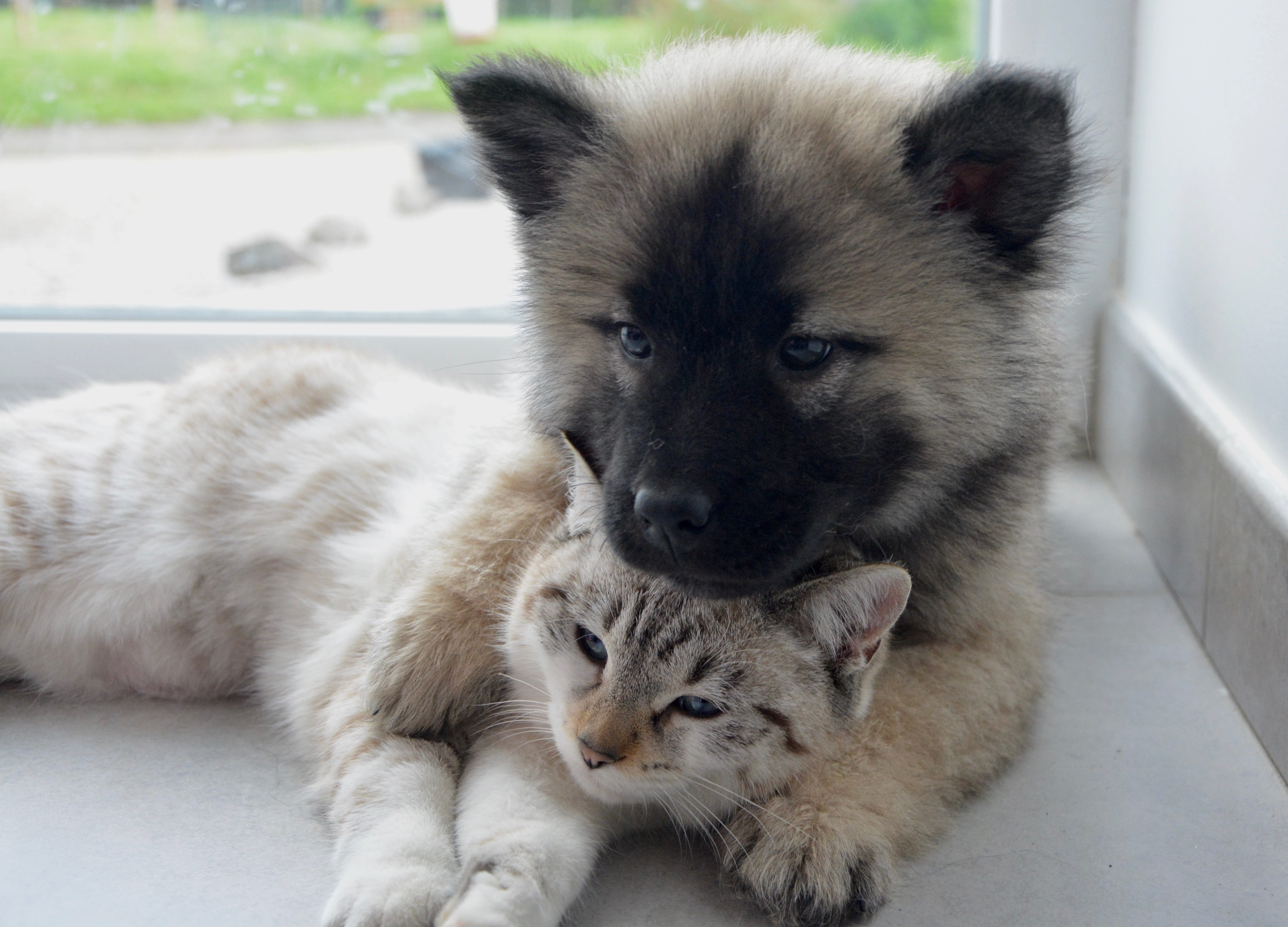 long, happiness, looking at camera, one animal, relaxation, animal head, pup, hug, tan, complicity, cute cat, gray, near, bitch nova, cat, window, puppy, HD Wallpaper