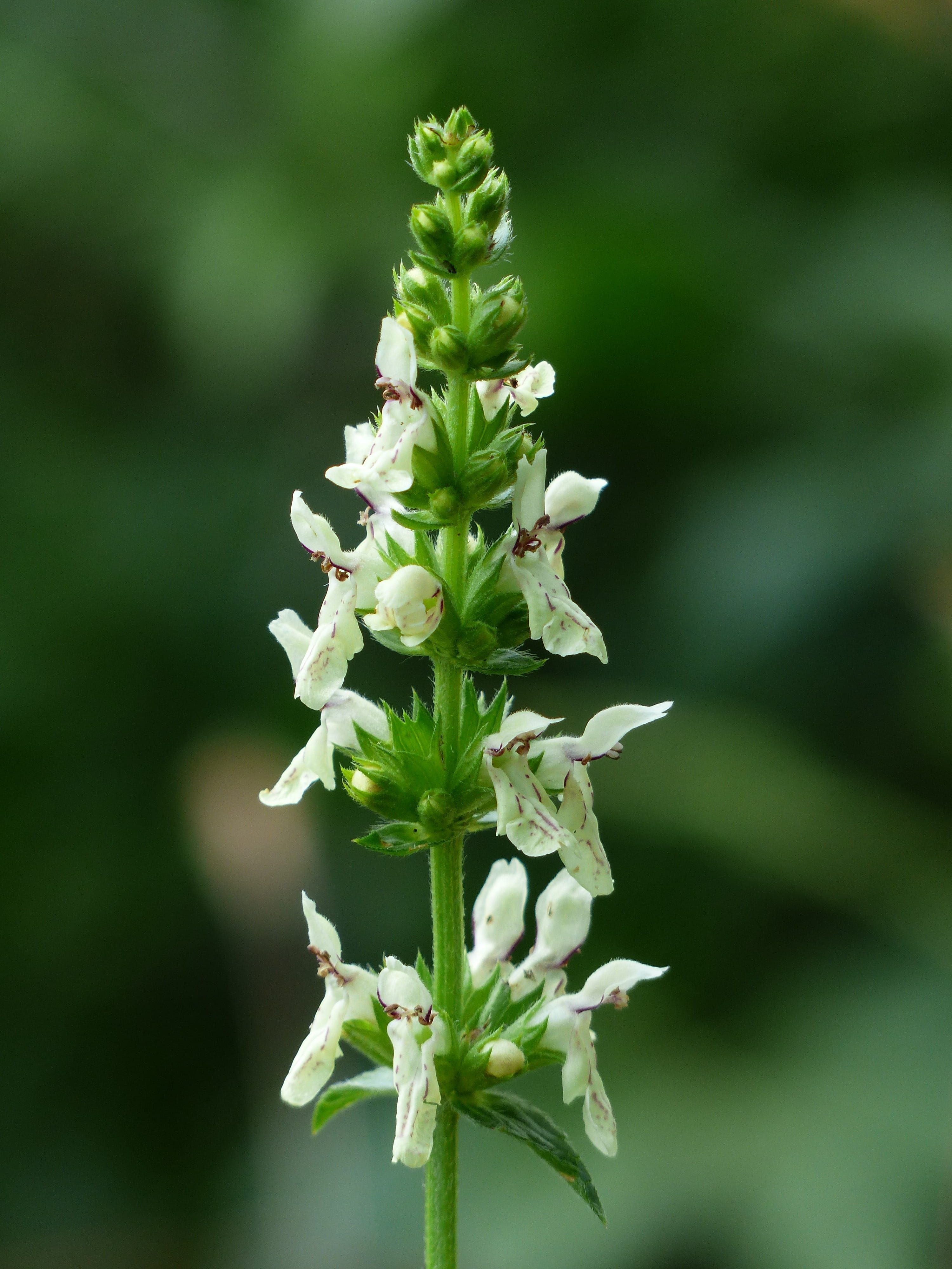 plant, selective focus, amount of time gene herbal, vulnerability, Flower, fleabane, growth, leading herbal, 4K, beschreikraut, scented, white color, day, Phone HD Wallpaper