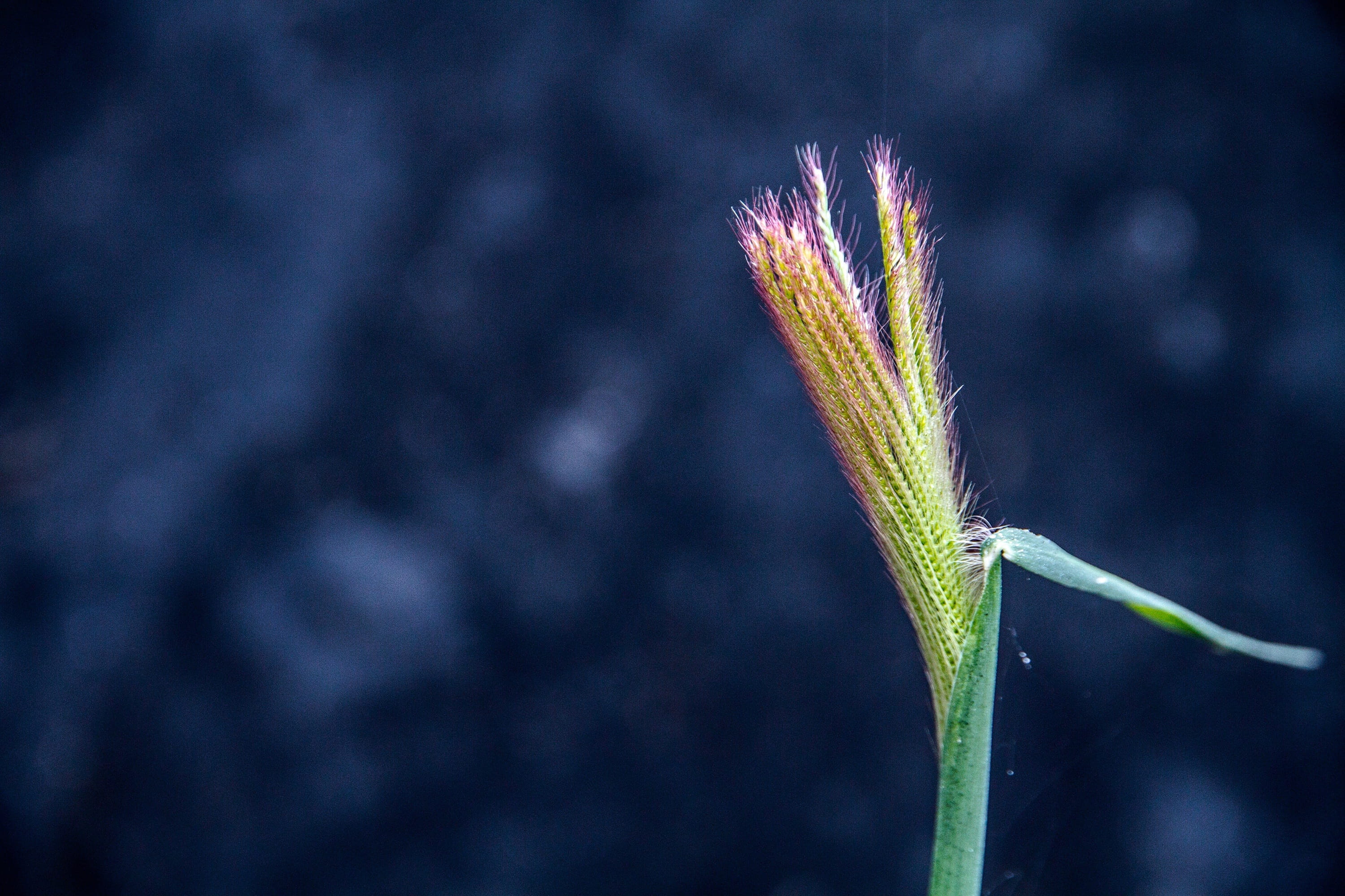 new life, beginnings, purple, plant stem, the amount of the light, fragility, agriculture, macro, close-up, crop, vulnerability, flower, flowering grass, HD Wallpaper