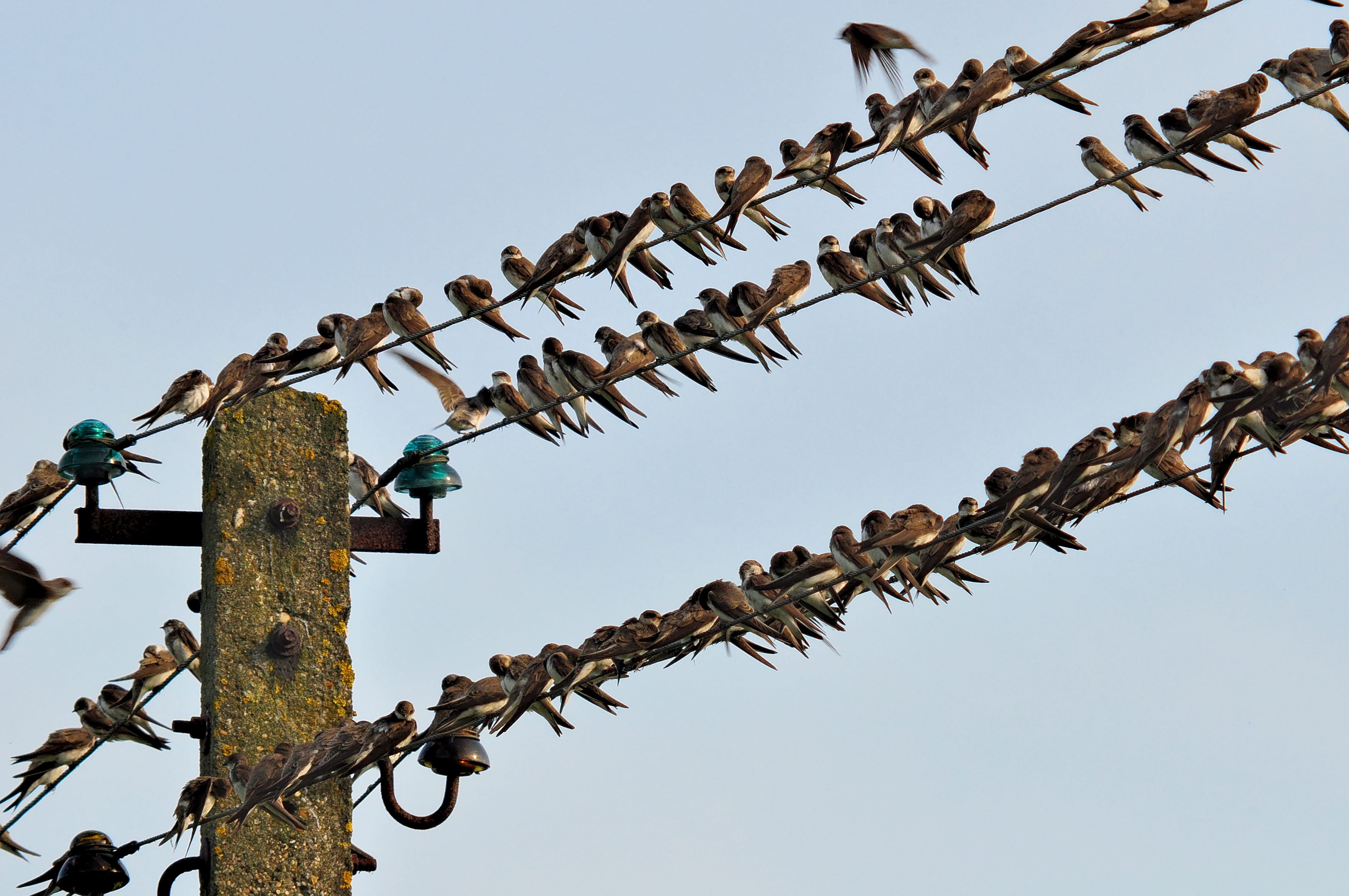 vertebrate, bird, day, fence, group of animals, wires, flock of birds, low angle view, nature, animal wildlife, animals in the wild, layout, rest, rusty, HD Wallpaper