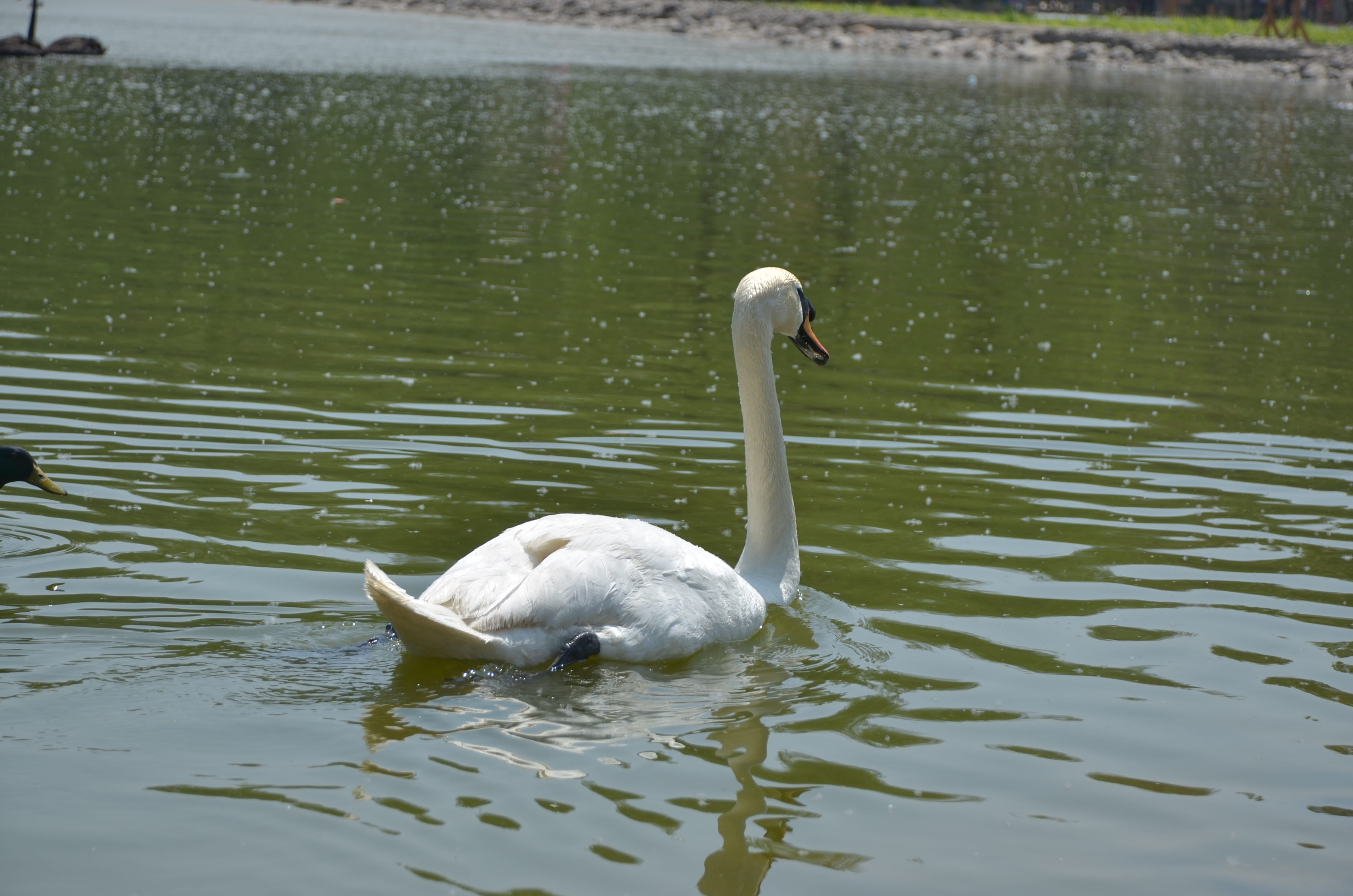 one animal, nature, vertebrate, White Swan, bird, the white swan, animal themes, water bird, rippled, zoology, lake, 2K, outdoors, the amount of, river, HD Wallpaper