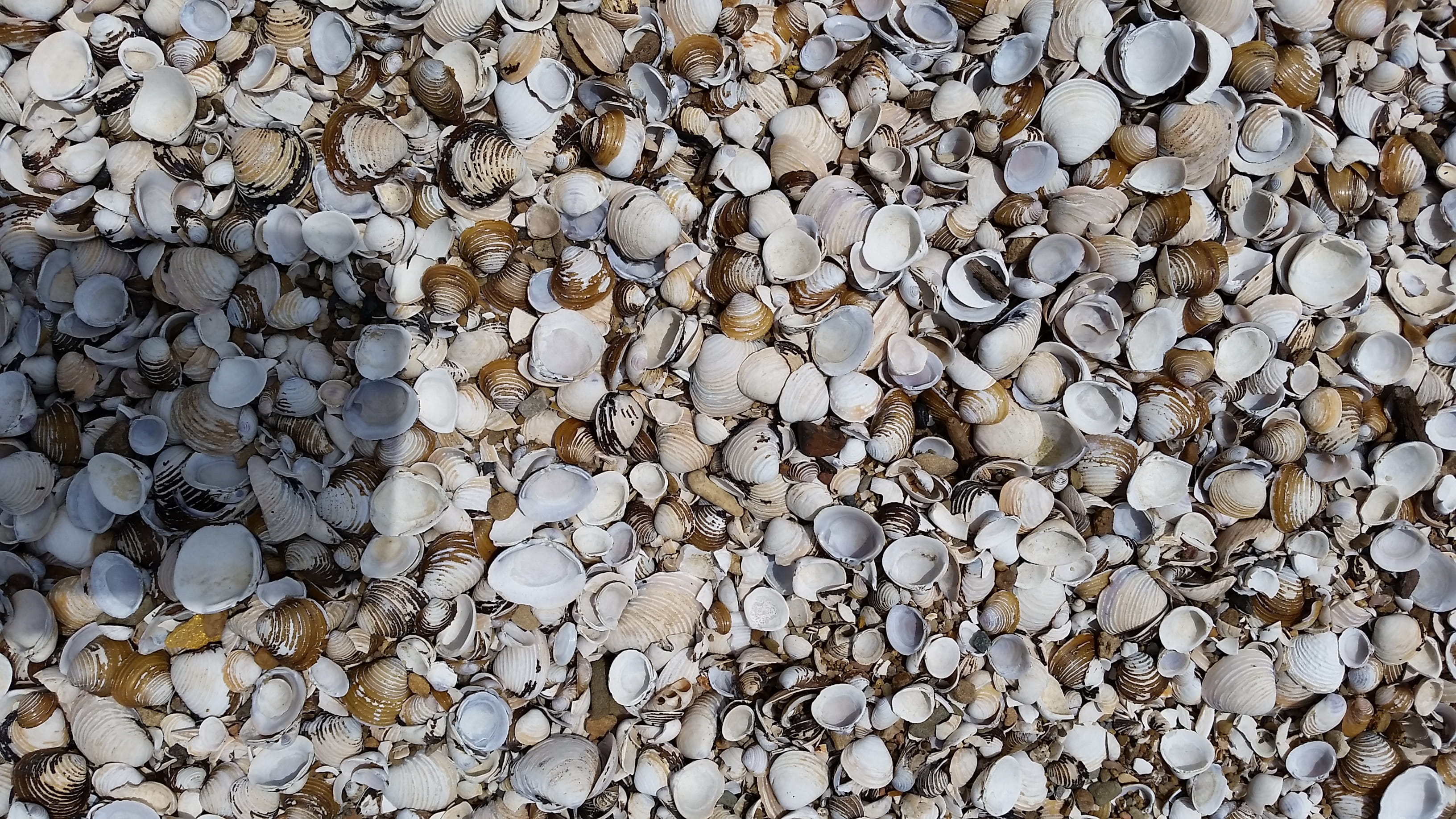 industry, solid, backgrounds, directly above, outdoors, gravel, day, pebble, Outdoor, stone - Object, gray, Aquatic, Seashells, abundance, close-up, Sea, HD Wallpaper