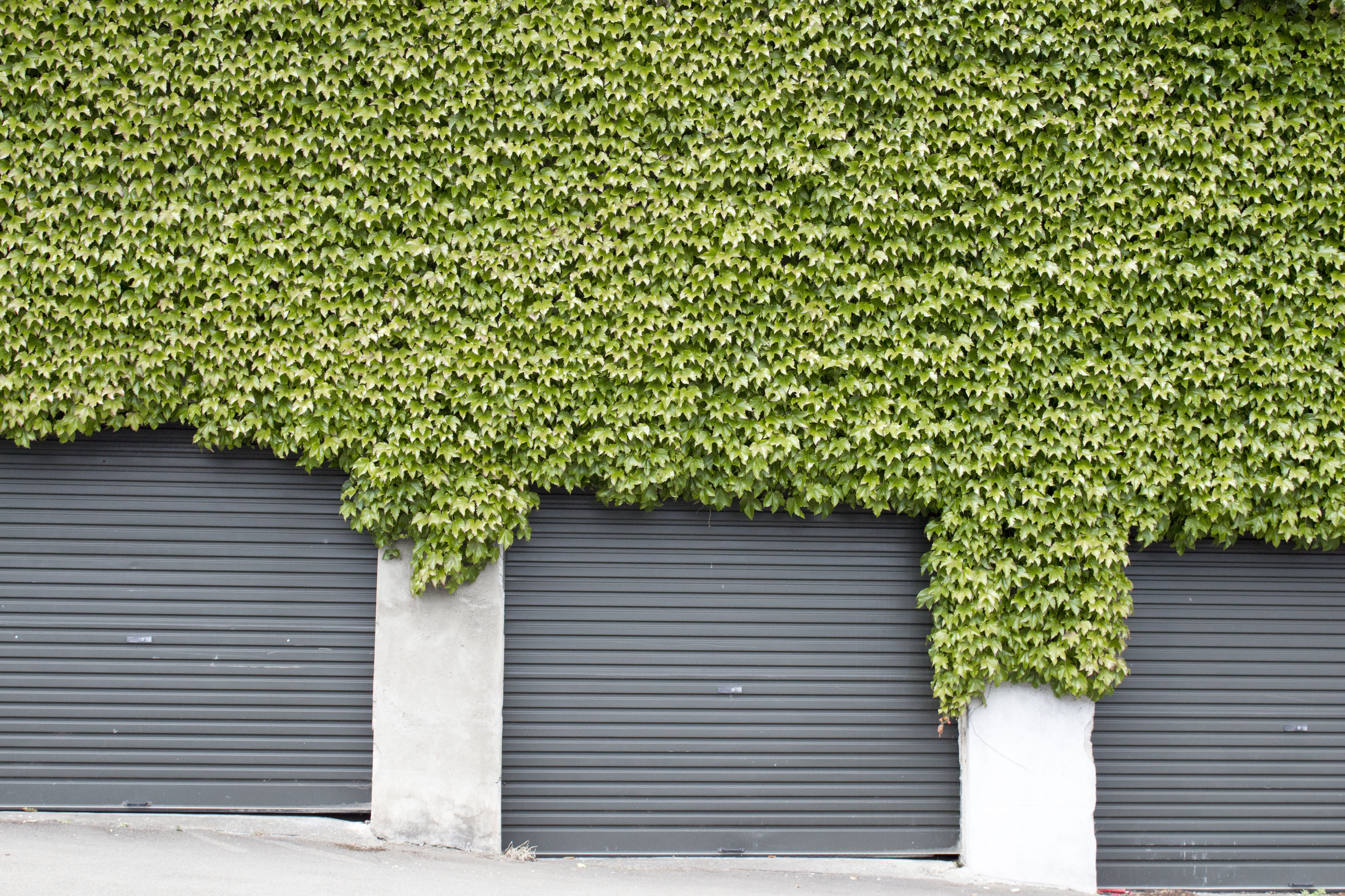 geranium, building exterior, garden, garage, flower, growth, shutter, ivy, creeper plant, door, window, built structure, 4K, architecture, roll, transportation, HD Wallpaper