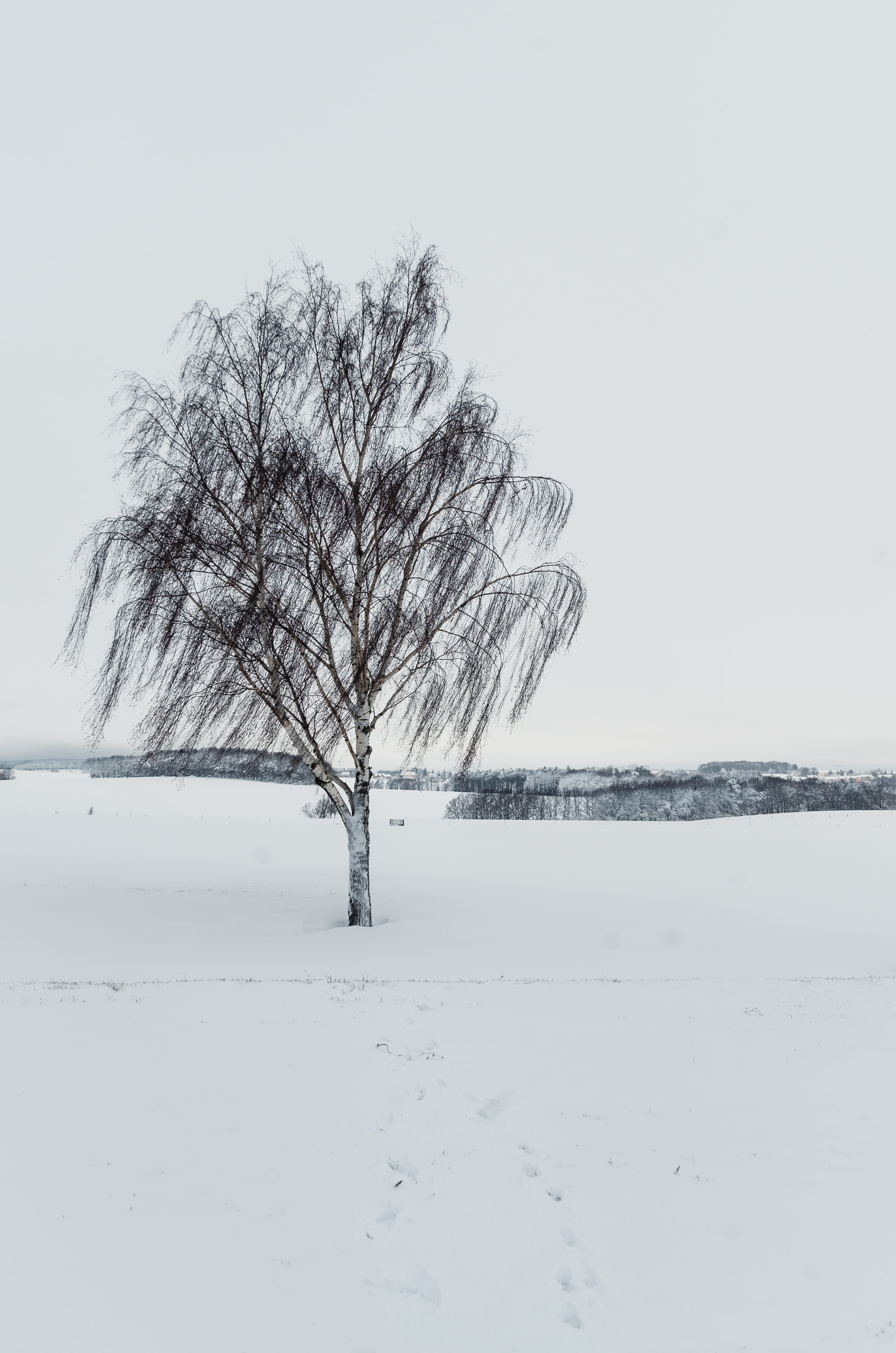 leading lines, snowing, bare tree, dark, trees, non-urban scene, nature, day, 4K, bnw, ice, isolated, environment, winter, germany, outdoors, landscape, Phone HD Wallpaper