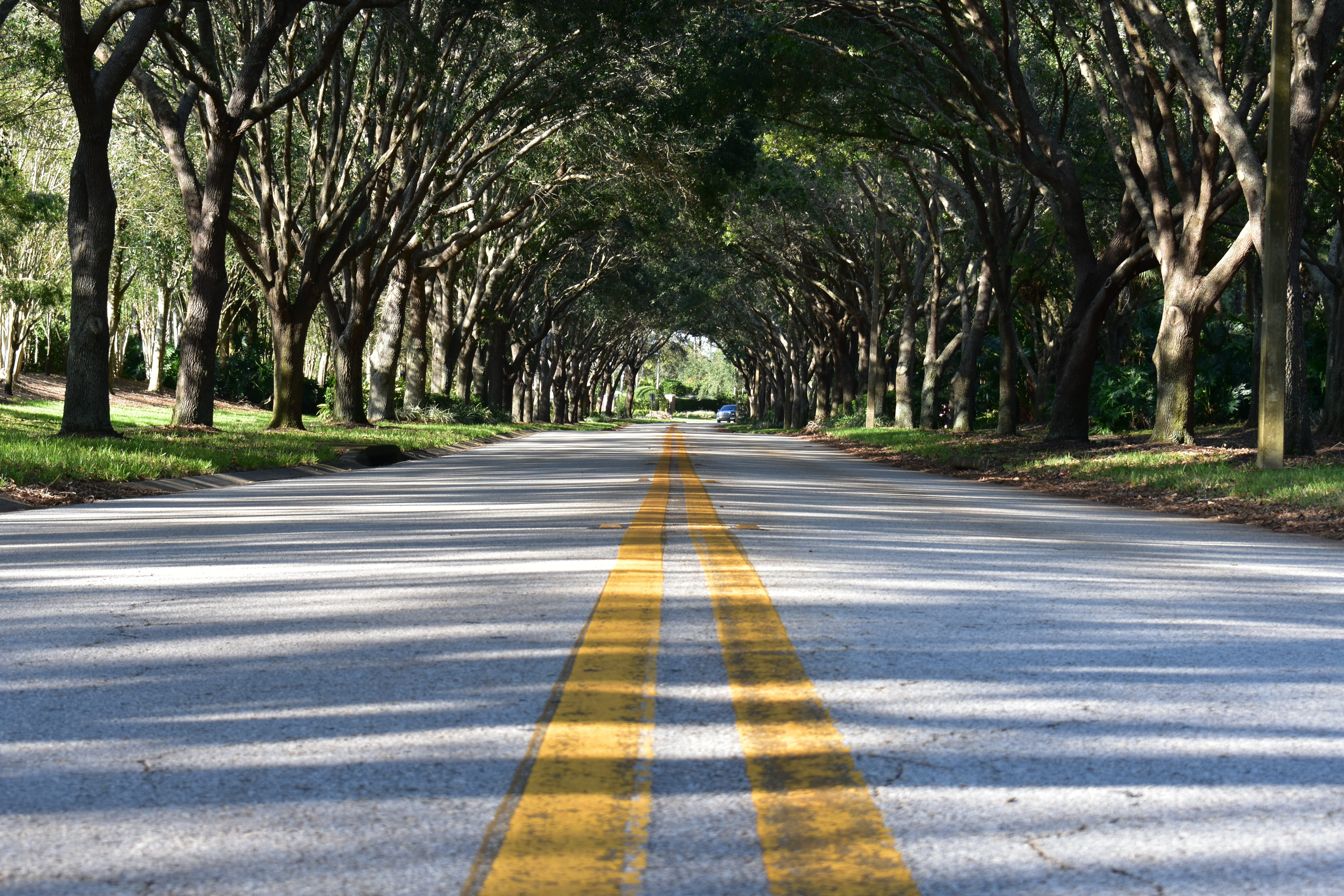 long, marking, beauty in nature, tree, lines, treelined, dividing line, outdoors, asphalt, yellow, road, 5K, grey, road marking, leading lines, diminishing perspective, HD Wallpaper