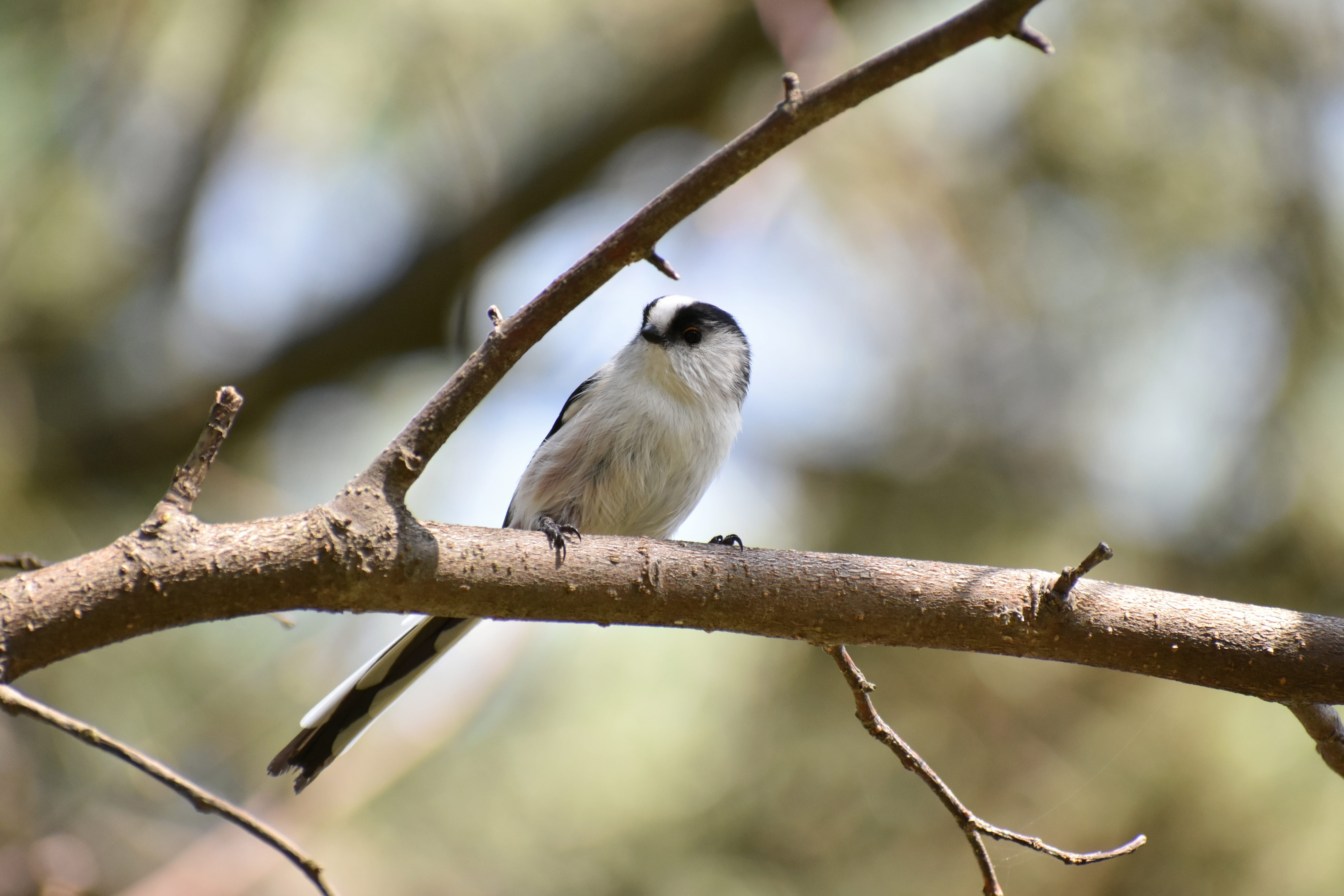 energy guide department of, wild animal, perching, 5K, landscape, twig, branch, tree, animal, energy guide, wood, focus on foreground, close-up, day, animals in the wild, HD Wallpaper