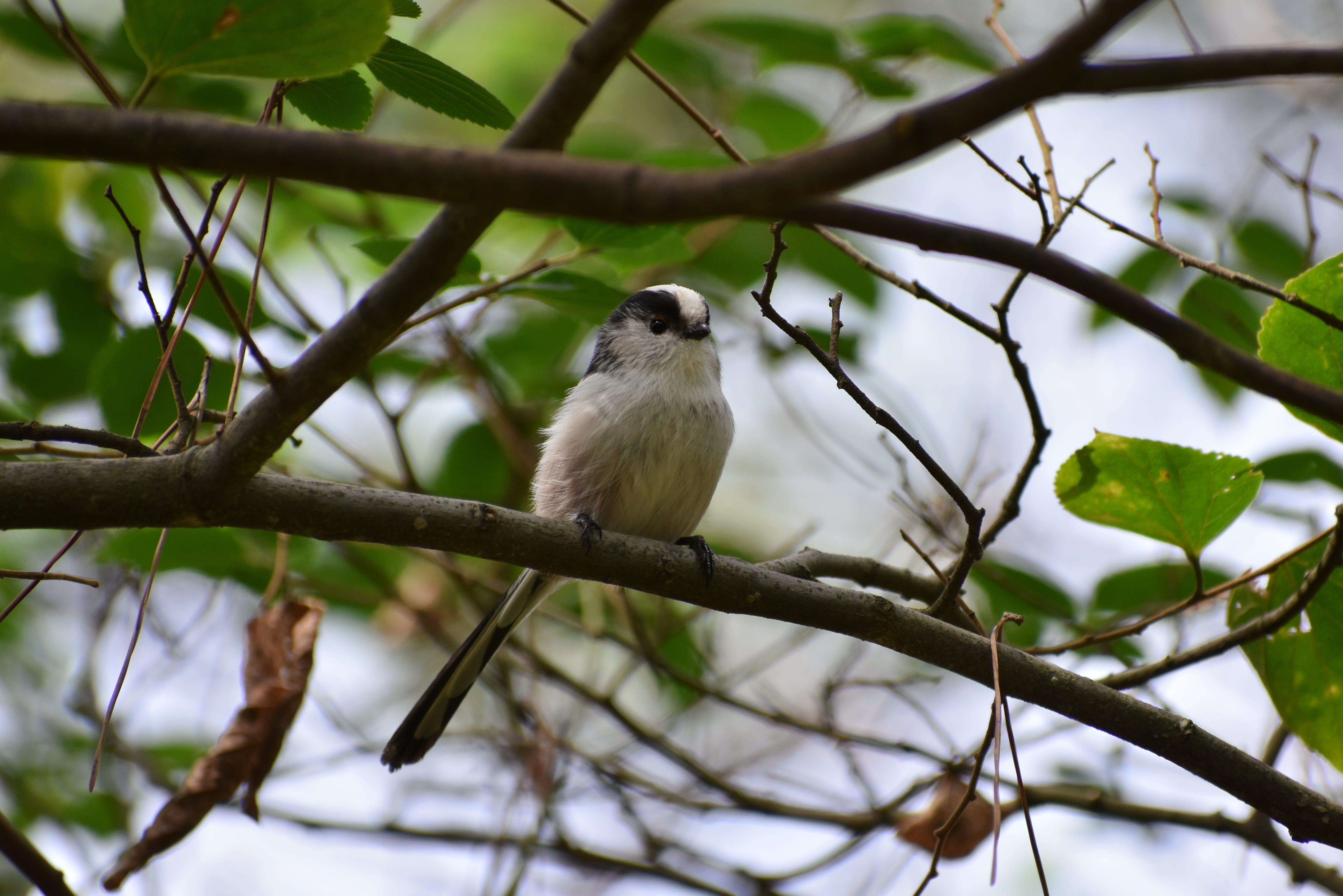 landscape, day, trees and plants, 5K, animals in the wild, animal wildlife, tree, branch, low angle view, animal themes, energy guide, perching, cute, HD Wallpaper