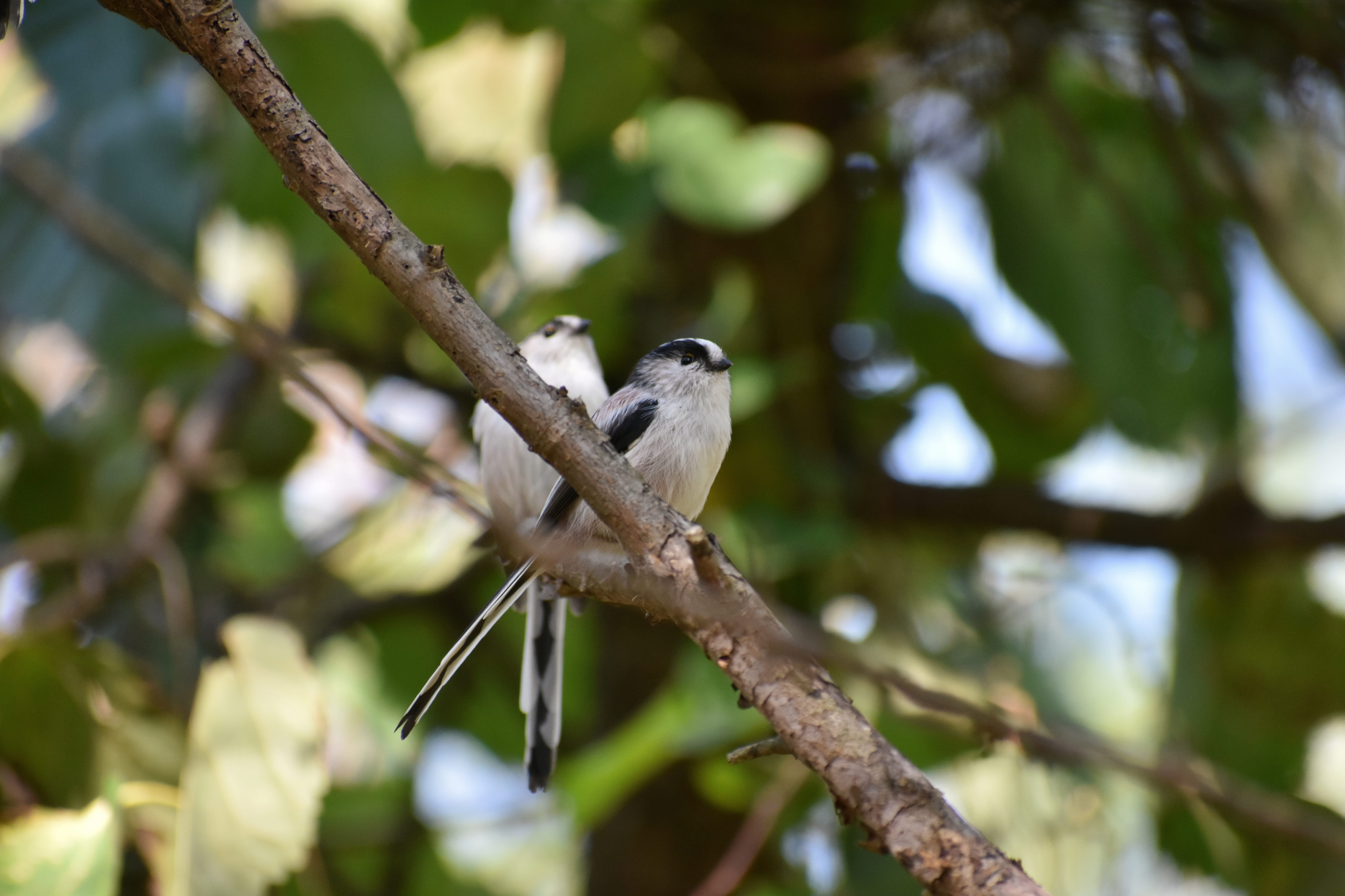 day, tree, animal themes, outdoors, selective focus, no people, forest, one animal, bird, animals in the wild, energy guide department of, zoology, low angle view, HD Wallpaper