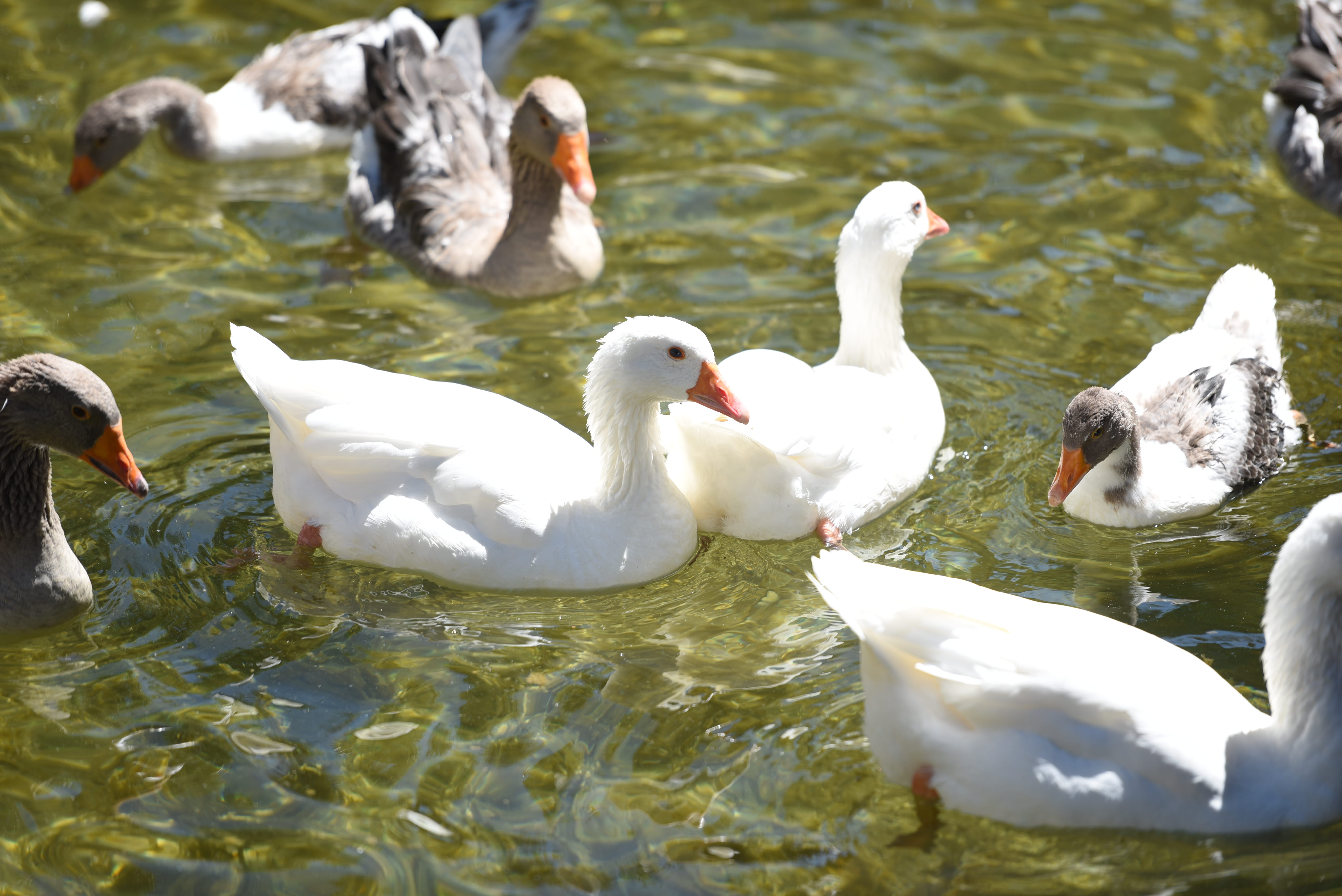 nature, water, flock of birds, lake, animals in the wild, animal family, togetherness, animal themes, white color, tehran, swimming, goose, animal wildlife, HD Wallpaper