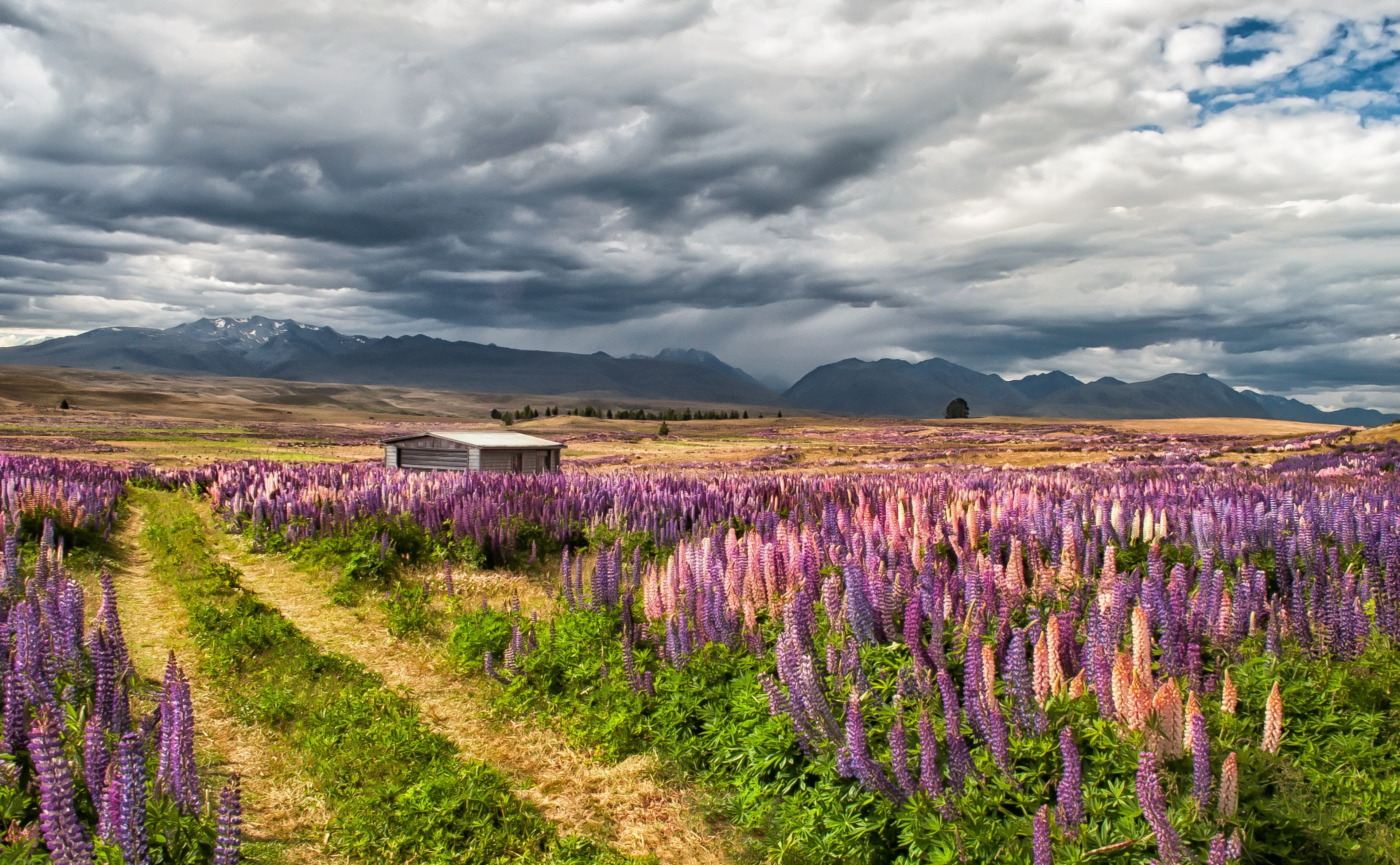 New Zealand, nikond5000, cloud - sky, no people, flower head, purple, flowering plant, land, aromatherapy, fiend, field, beige, zealand, Mountains, environment, HD Wallpaper