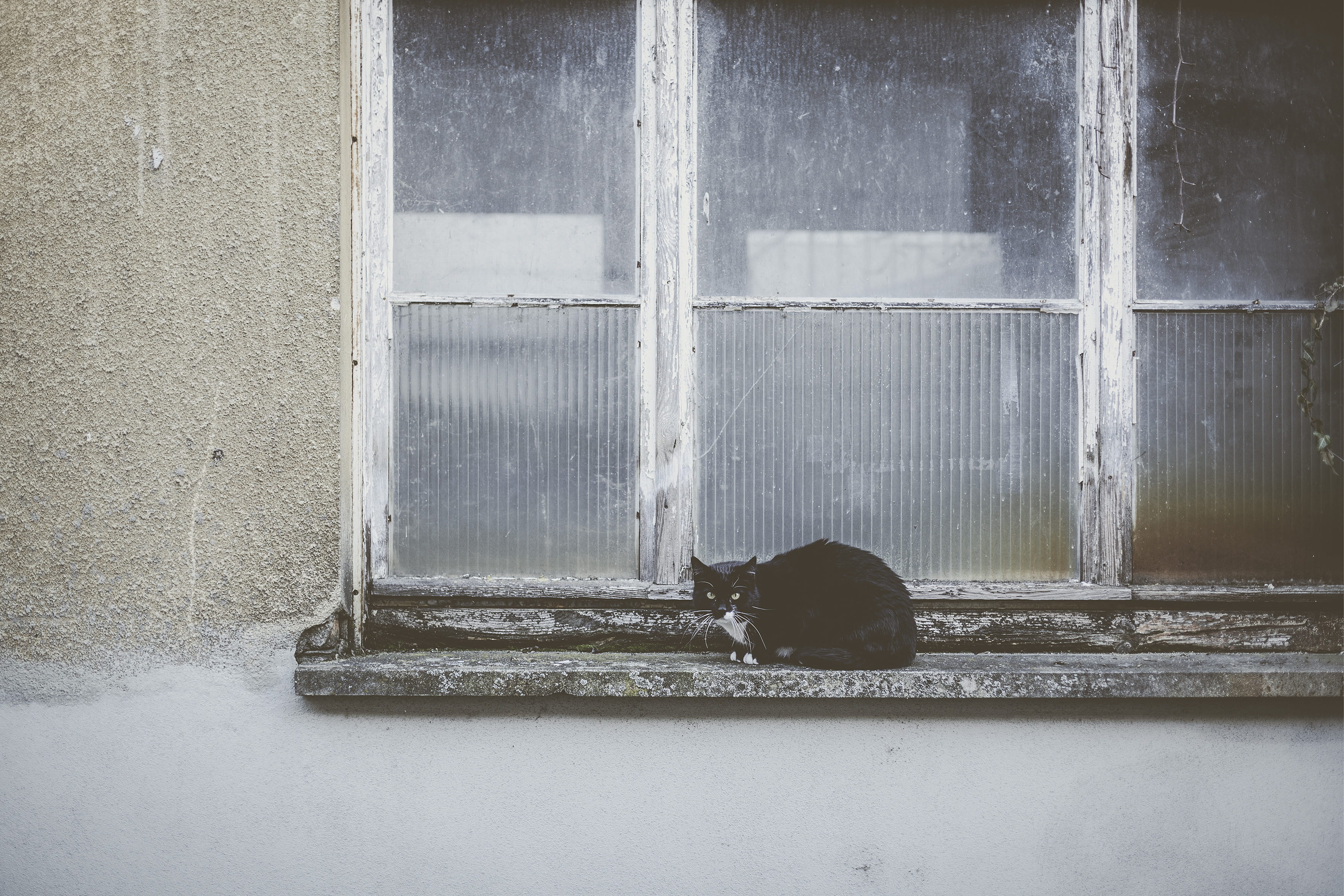 wall - building feature, winter, picture window, black, door, sitting, curtain, pets, glass - material, lying, animal, feline, no people, built structure, HD Wallpaper