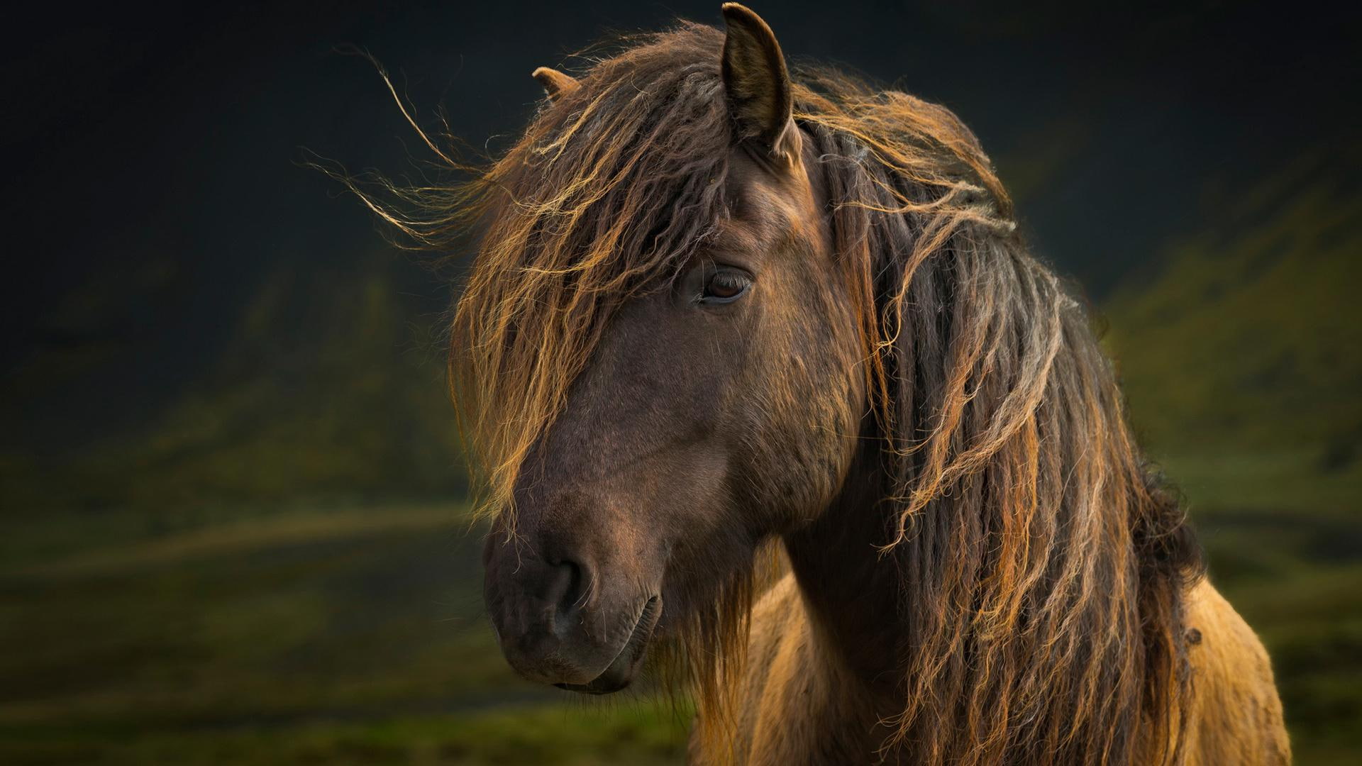brown, background, animals, green, 1080P, hair, look, horse, mane, HD Wallpaper
