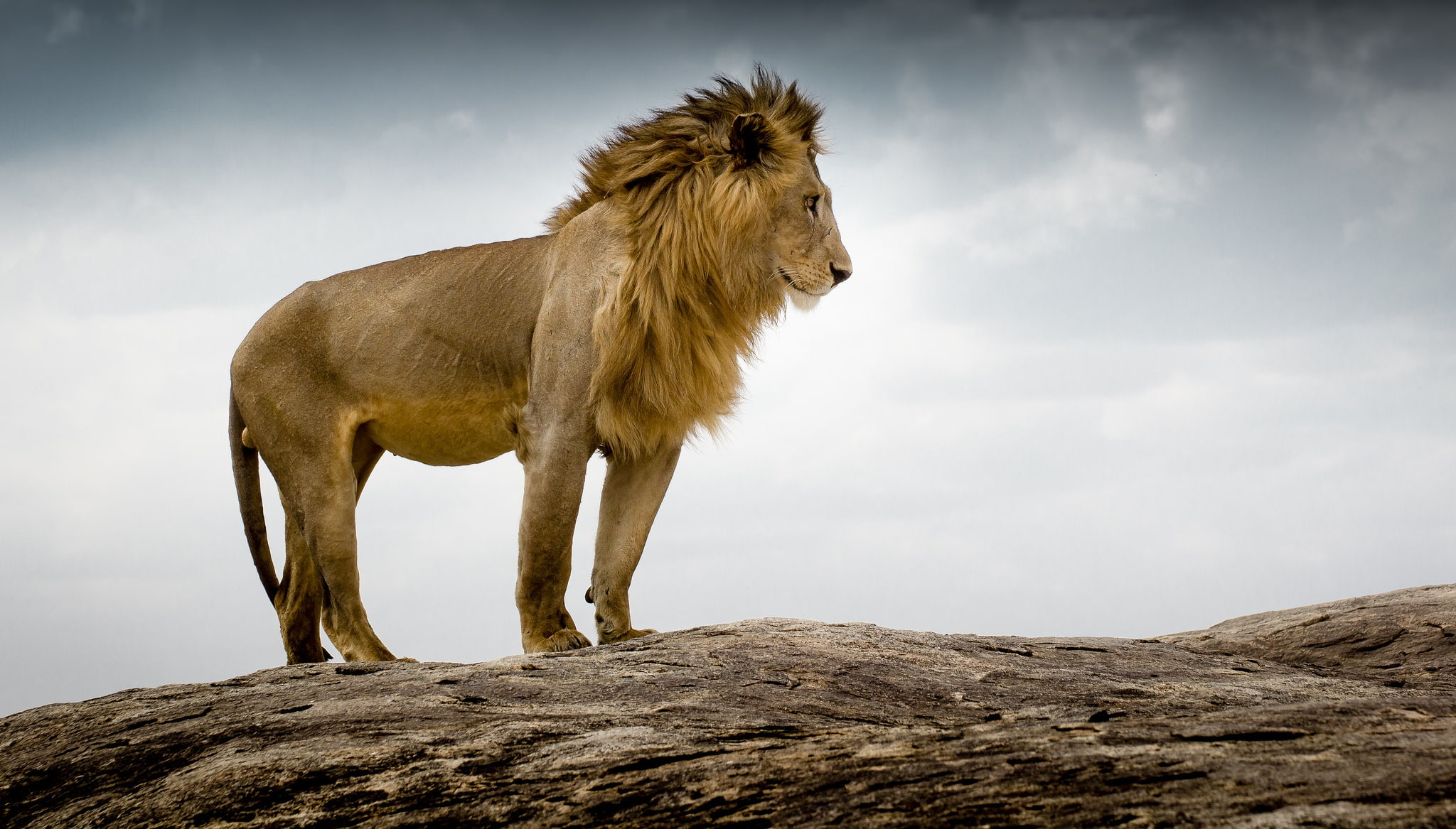Leo, the king of beasts, Tanzania, 1080P, HD Wallpaper