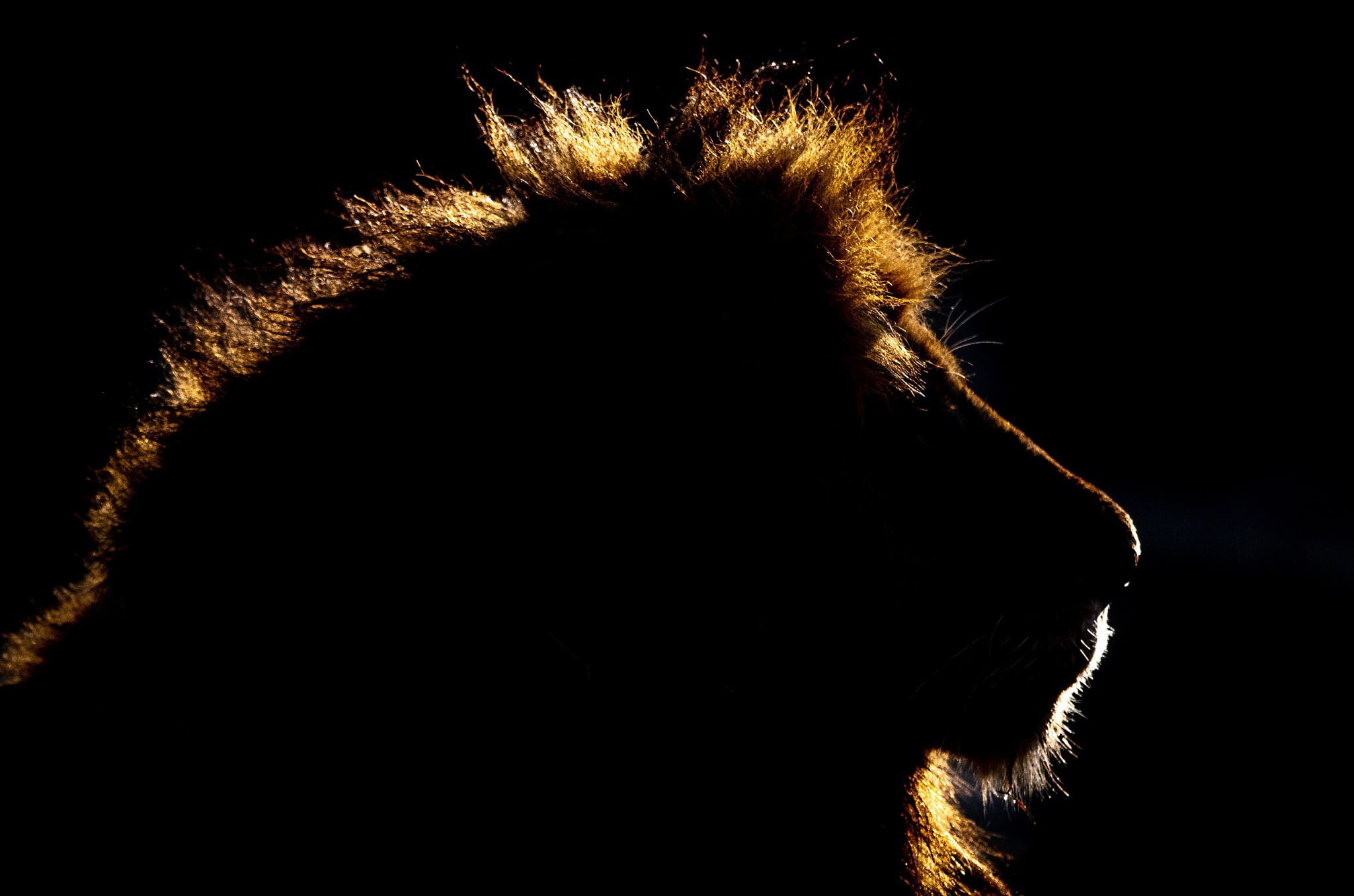 Leo, king, 1080P, beast, background, HD Wallpaper