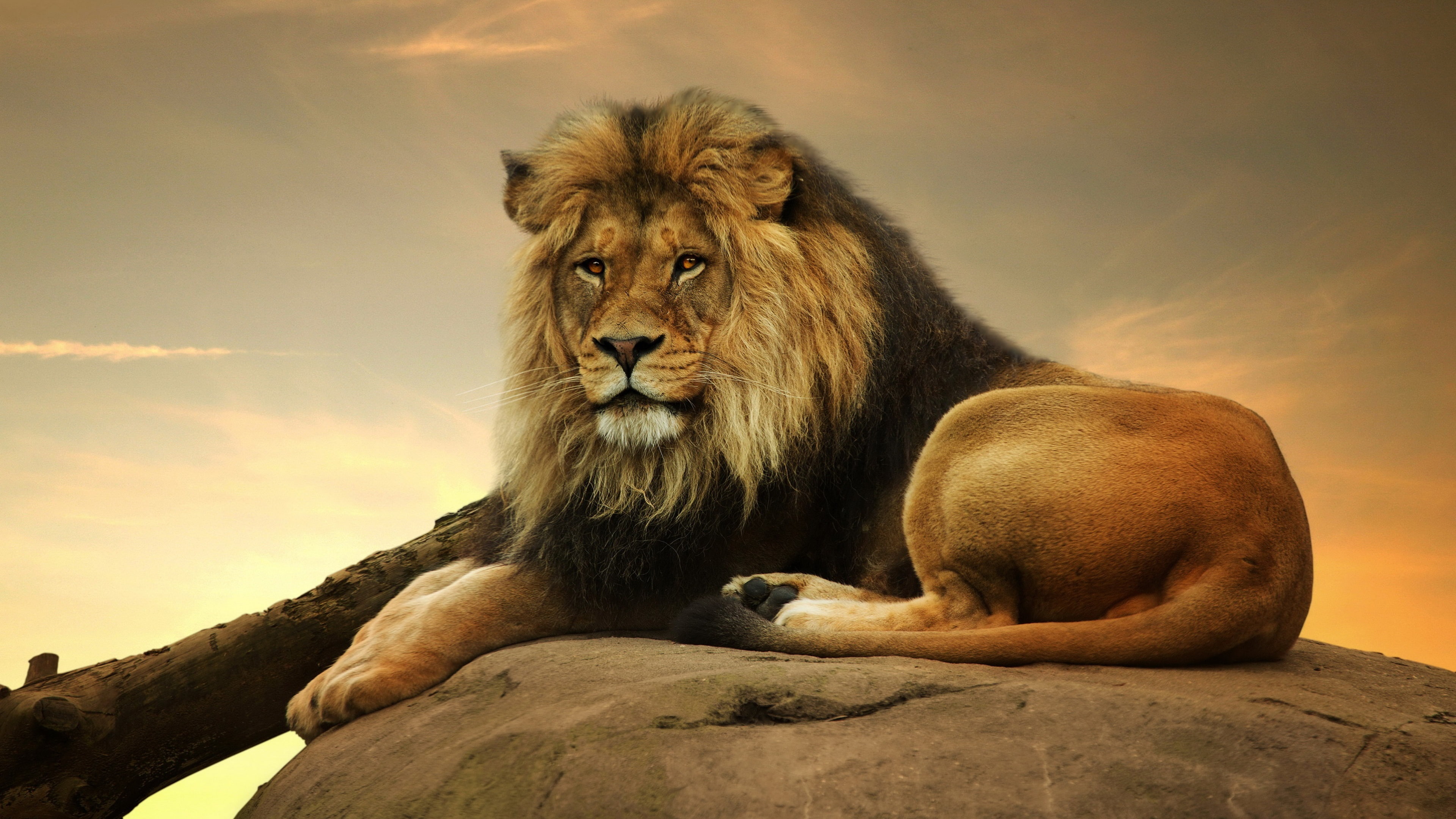 look, Leo, 4K, king, predator, mane, HD Wallpaper