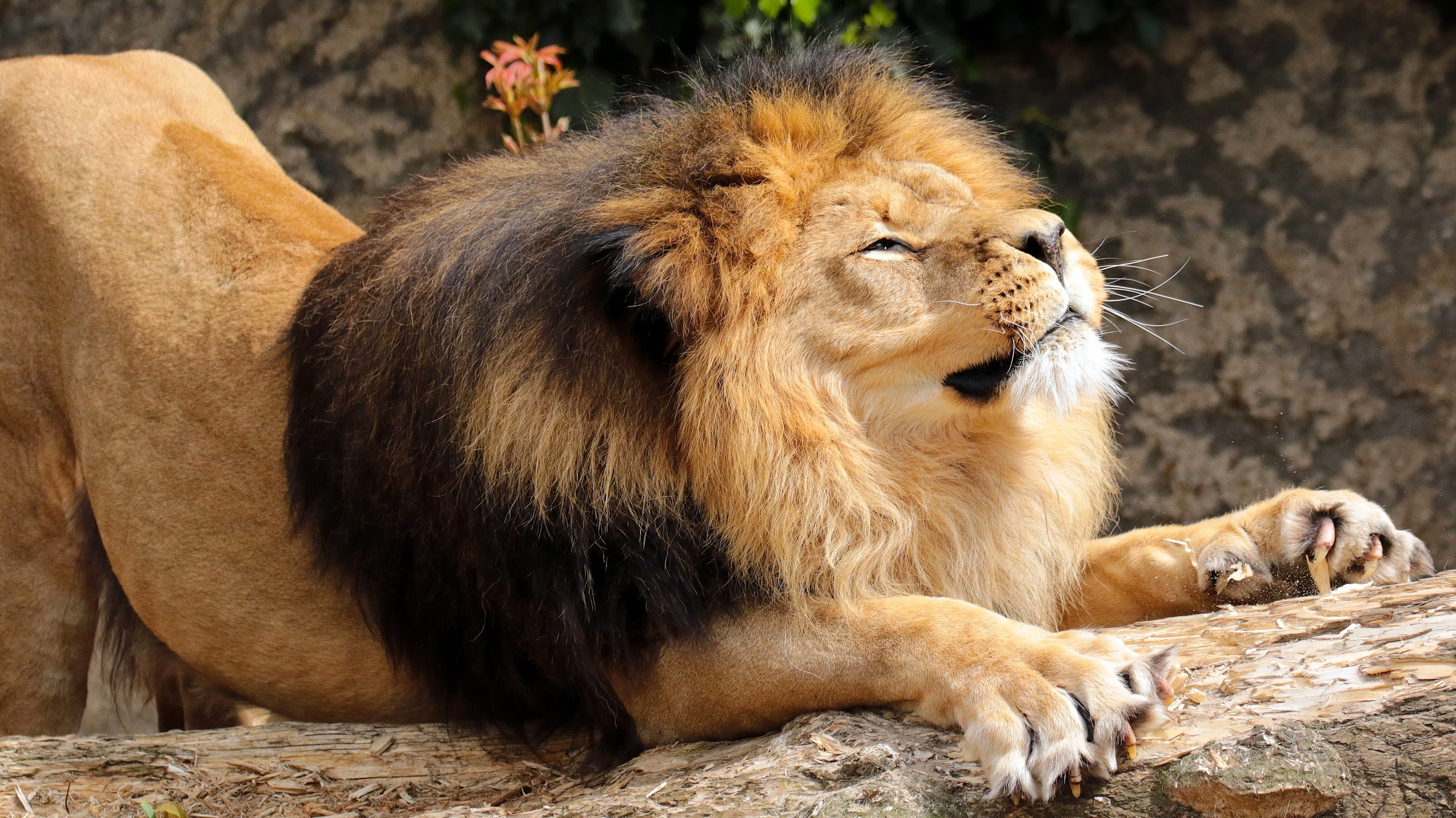 the king of beasts, potyagushki, mane, 2K, Leo, HD Wallpaper