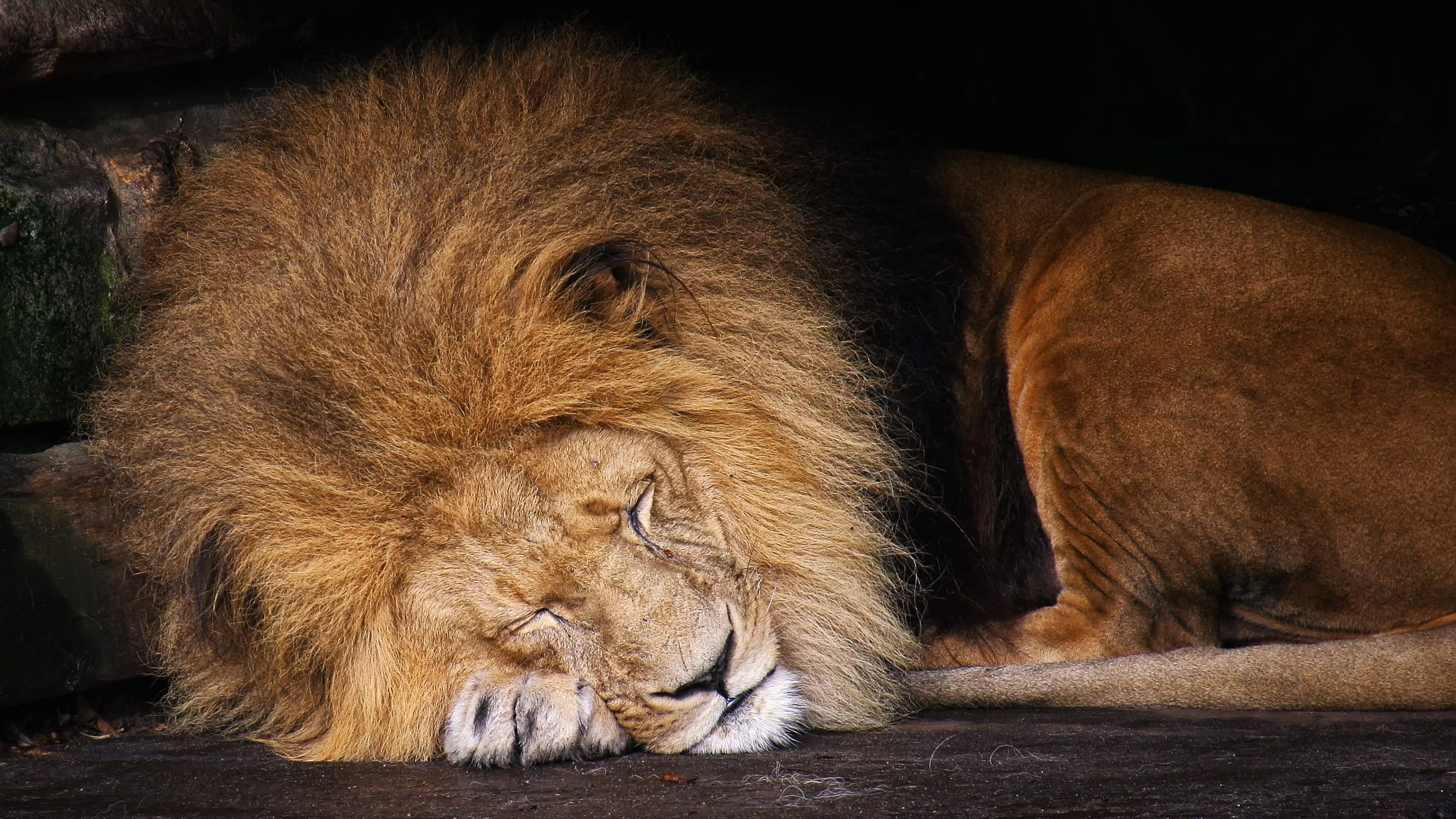 no people, two animals, carnivora, resting, sleeping, lion, animal themes, animals in the wild, relaxation, animal wildlife, lion - feline, group of animals, HD Wallpaper