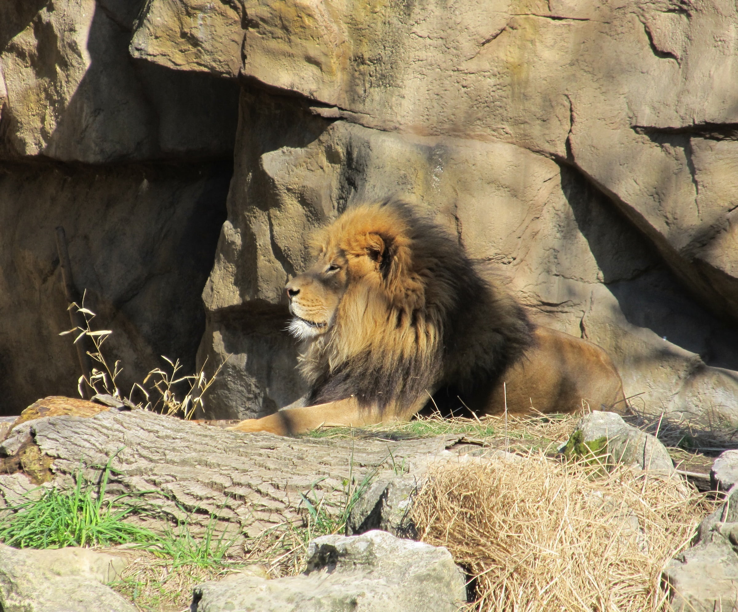 fur, no people, cat, animal, lion head, vertebrate, lion - Feline, outdoors, profile, creature, majestic, undomesticated Cat, nature, enclosure, wildlife, HD Wallpaper
