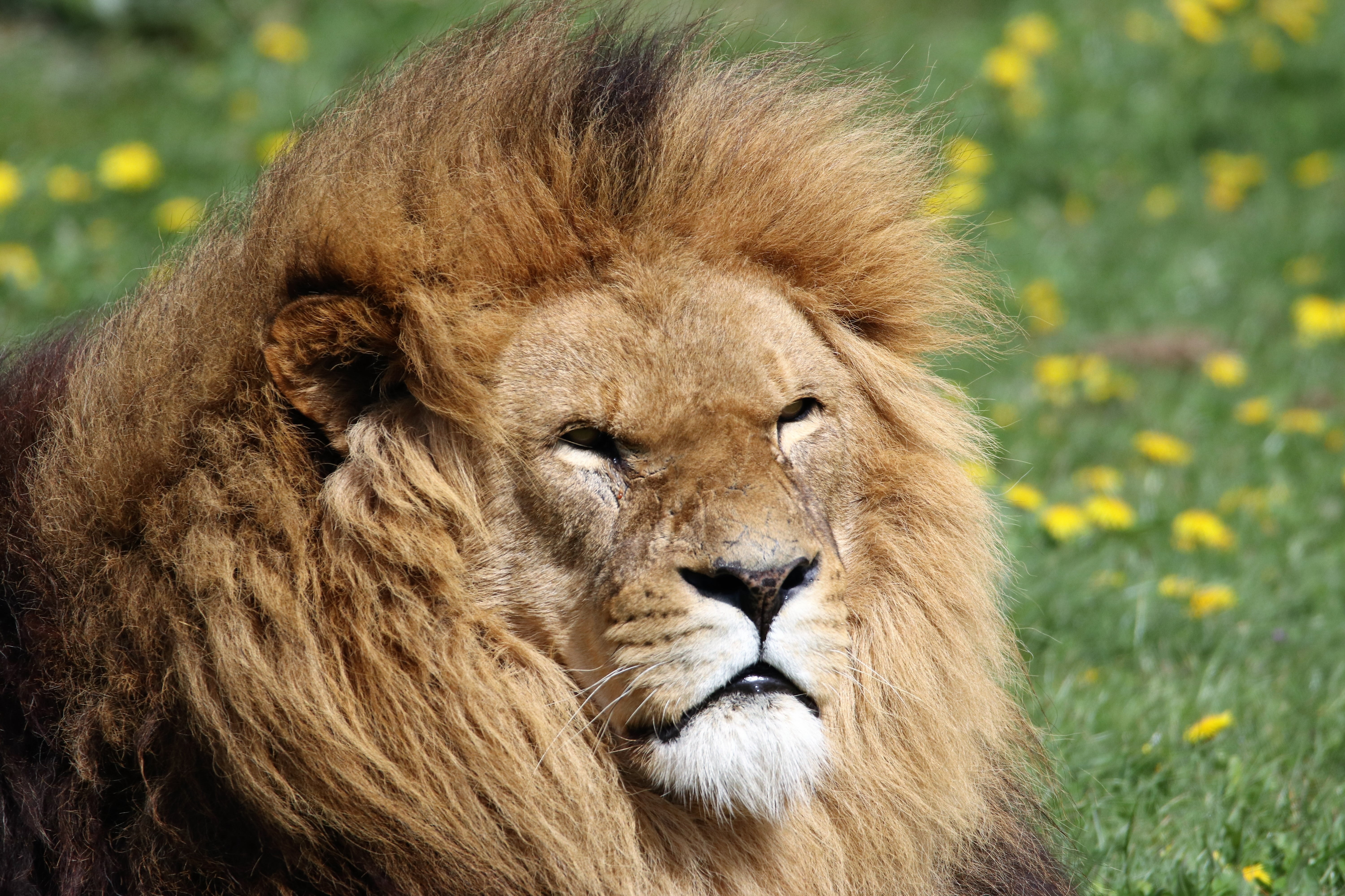 leo, adult, plant, feline, shift, animal wildlife, safari, mammal, portrait, photography, day, big cat, 5K, lion - feline, lion, relaxation, animal, nature, HD Wallpaper