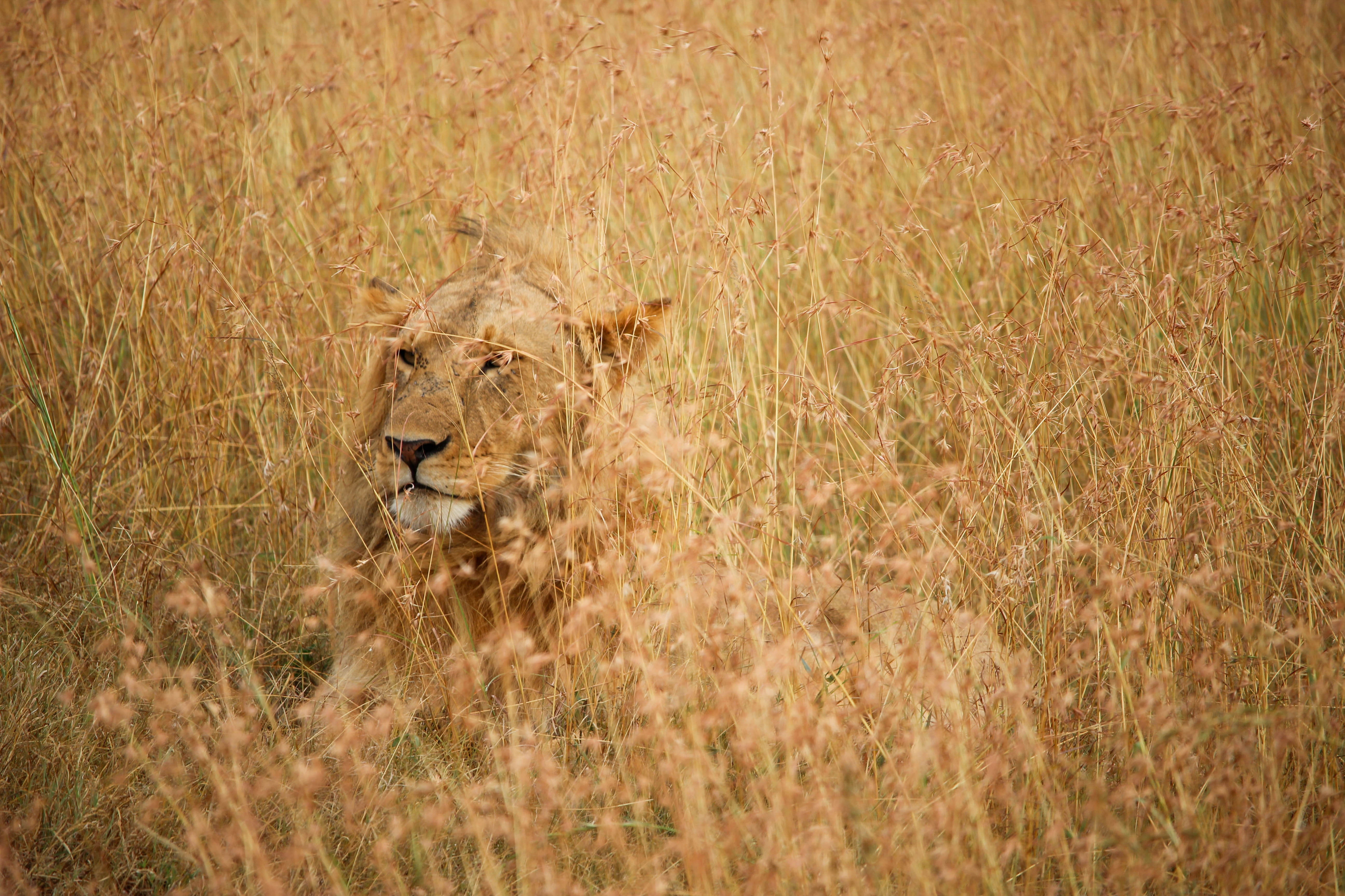 outdoors, animal themes, lion - feline, one animal, no people, 5K, animal, king of beasts, feline, animals in the wild, safari, nature, day, stealth, animal wildlife, HD Wallpaper