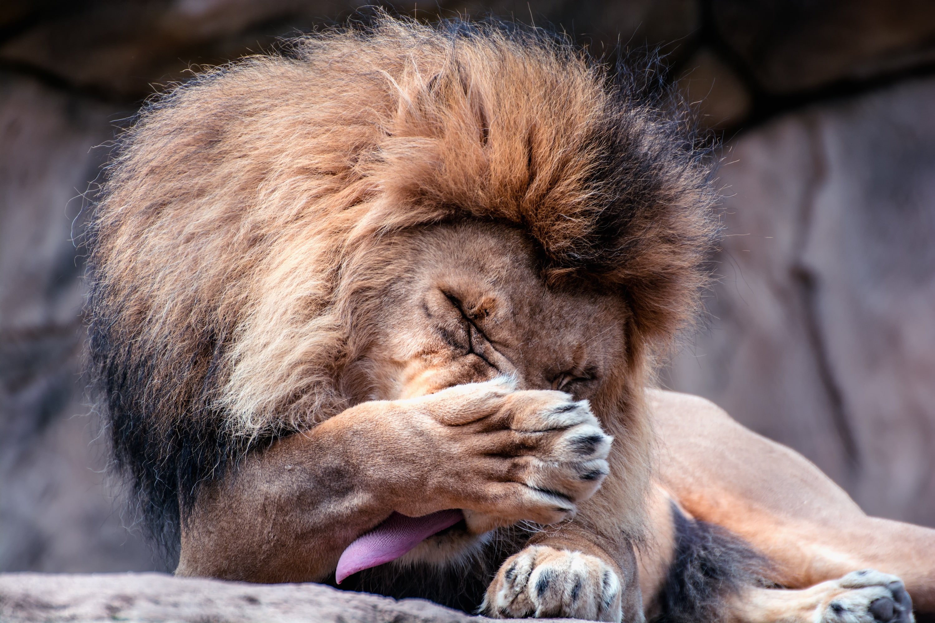 king of beasts, 2K, lion, tongue, head, wash, HD Wallpaper